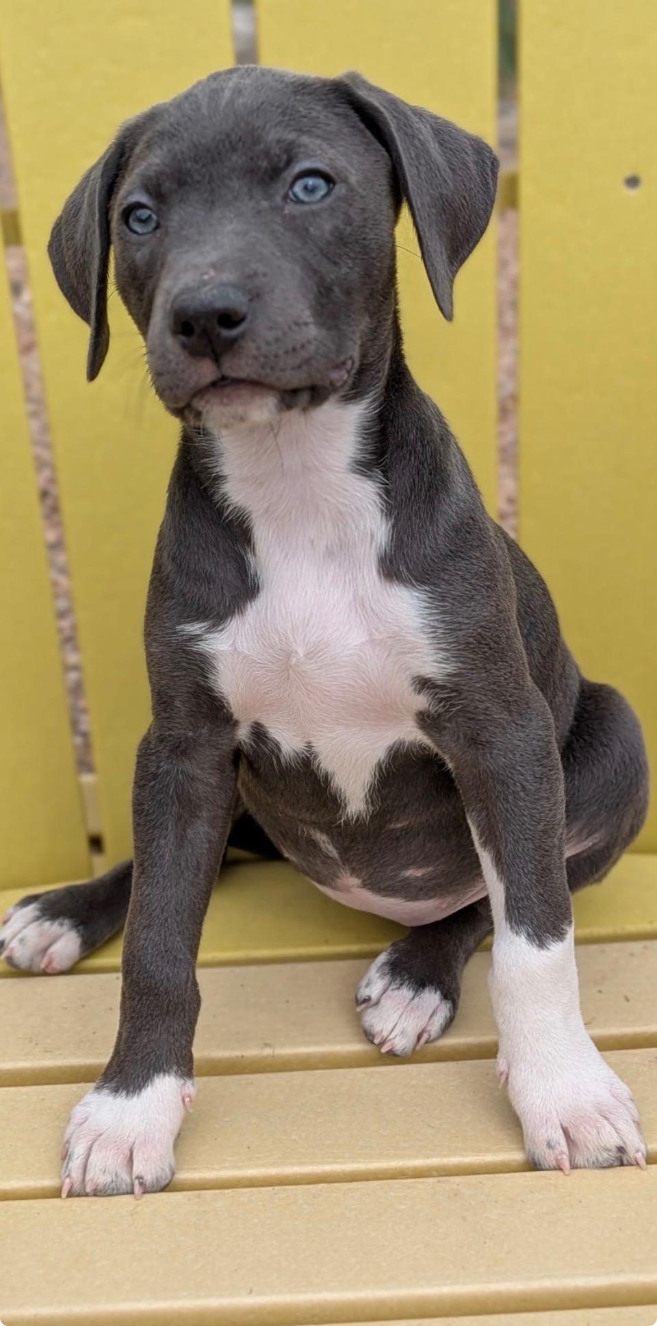 Enlarge Judy, a Adoptable Pit Bull Terrier in Evergreen, CO image 2/4