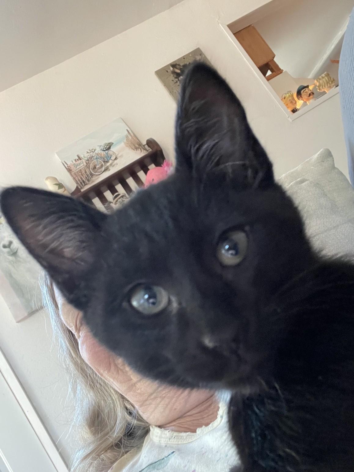 Enlarge Mojo C10737pa, an adopted American Shorthair in Burlington, WA image 4/4