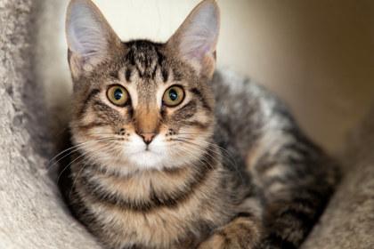 Enlarge Pascal, a Adoptable mixed breed in Maumee, OH image 1/2