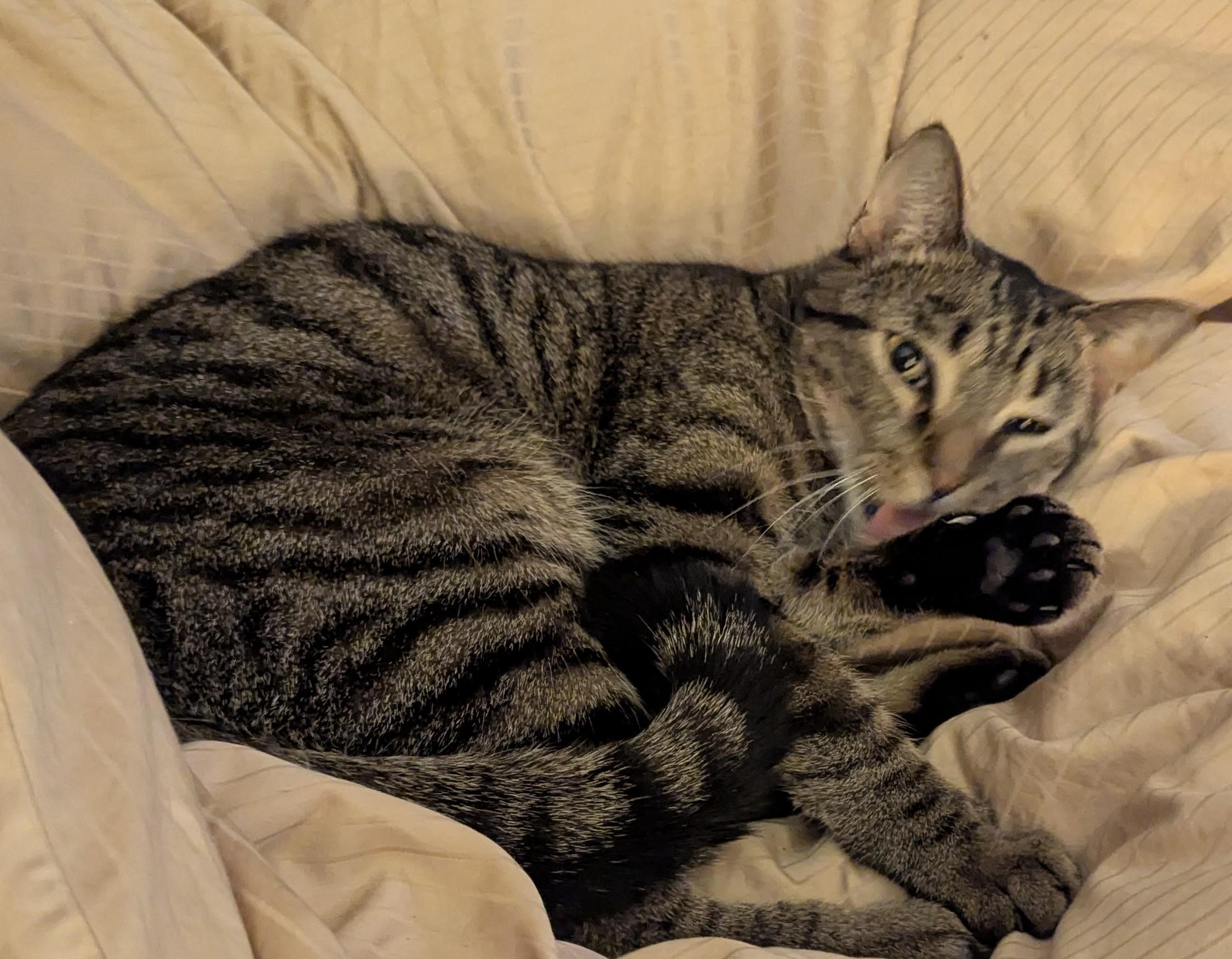 Tyger, a Adoptable Tabby in Livonia, MI image 2/6