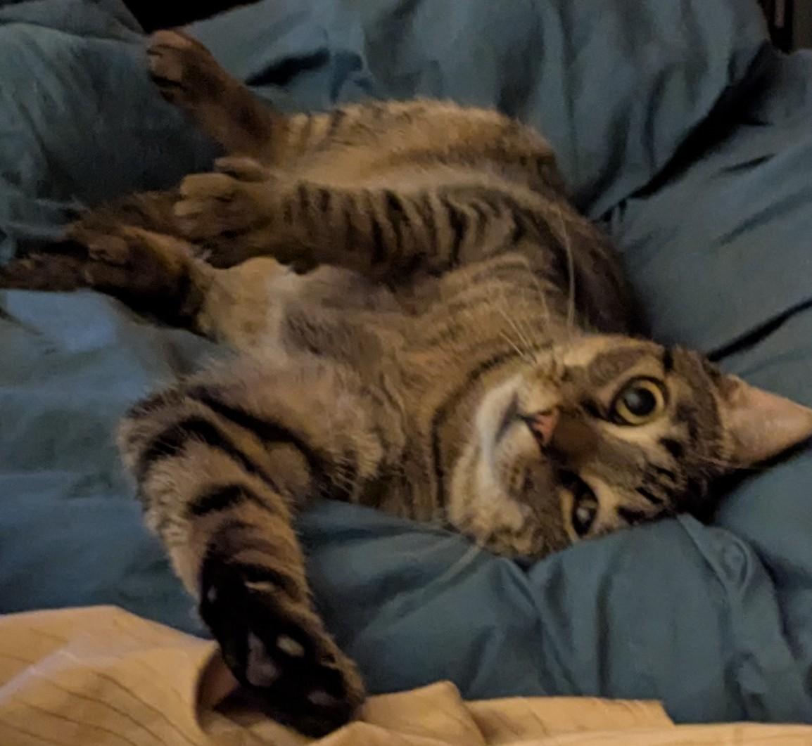 Tyger, a Adoptable Tabby in Livonia, MI image 3/6