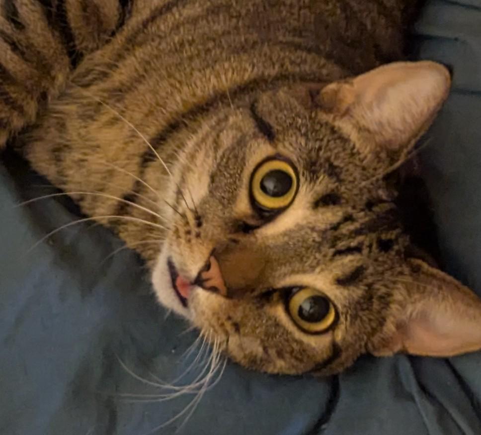 Tyger, Adoptable, Adult Male Tabby.