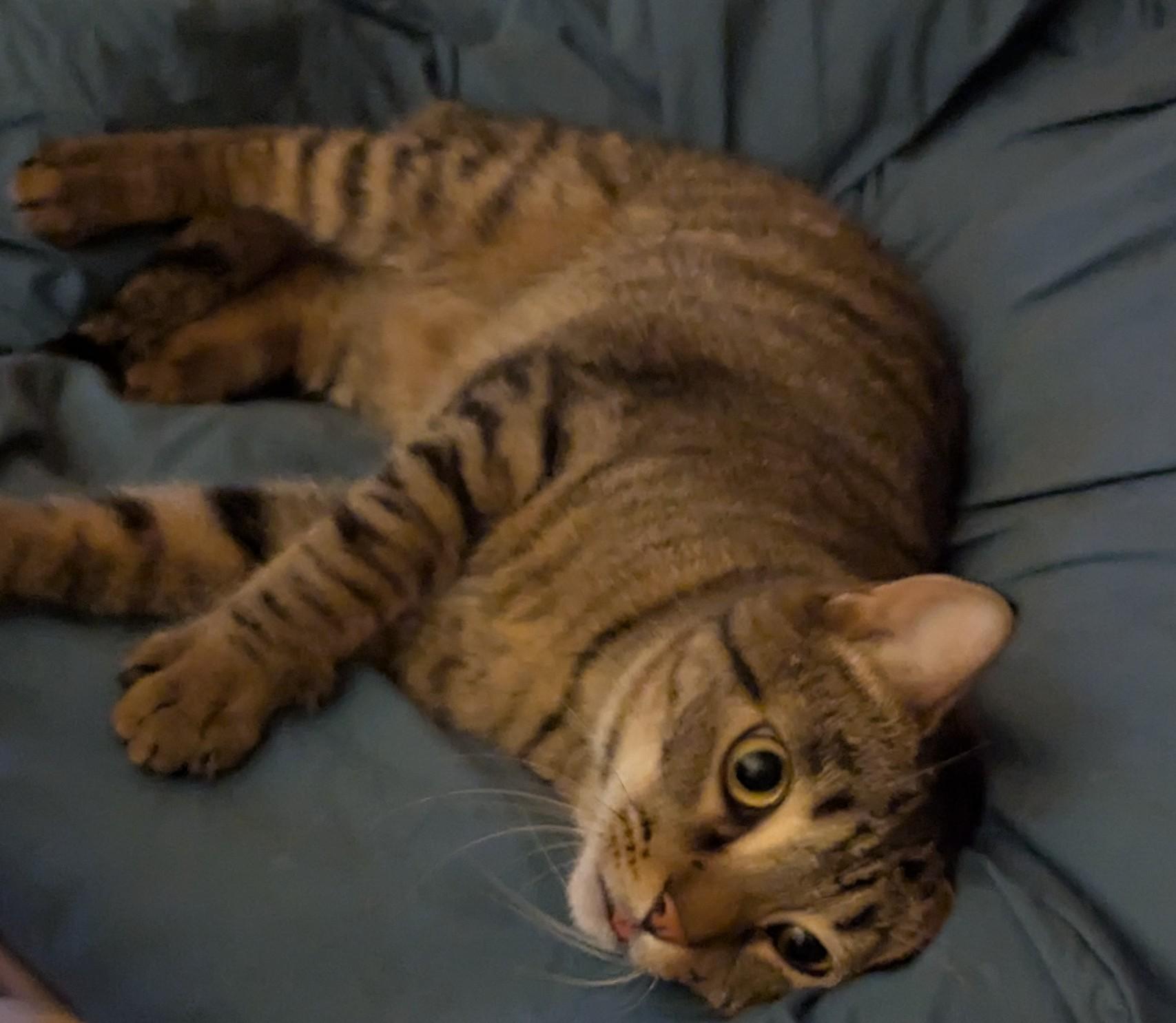 Tyger, a Adoptable Tabby in Livonia, MI image 5/6