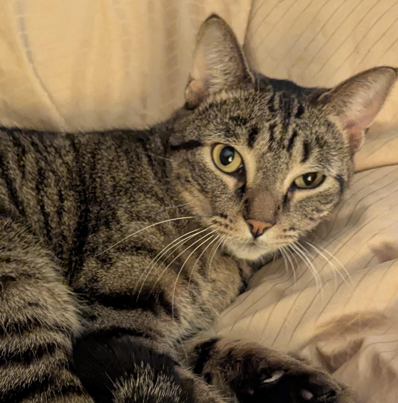 Tyger, a Adoptable Tabby in Livonia, MI image 4/6