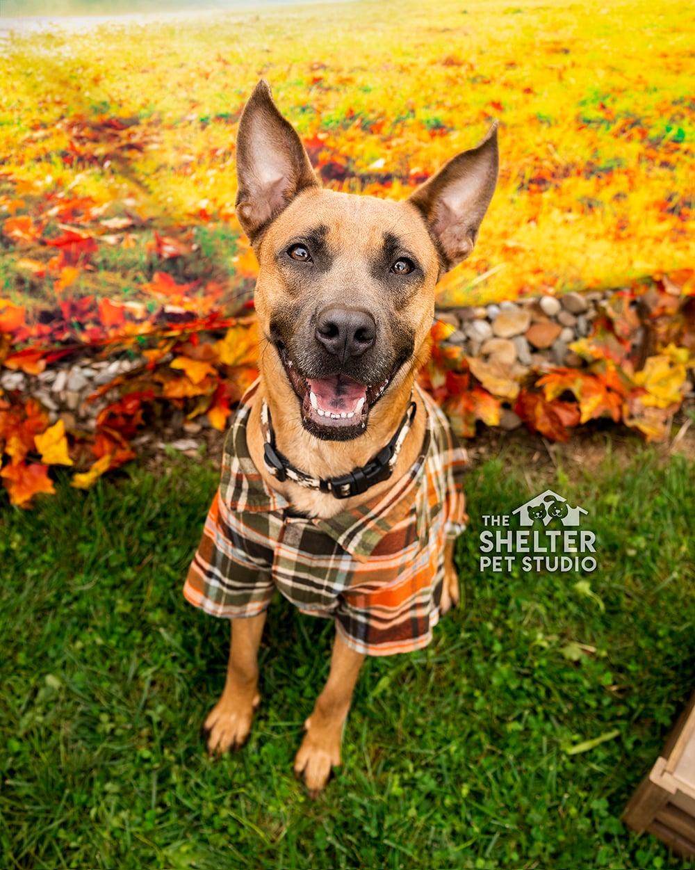 Patrick AVAILABLE, Adoptable, Adult Male Black Mouth Cur & Shepherd.