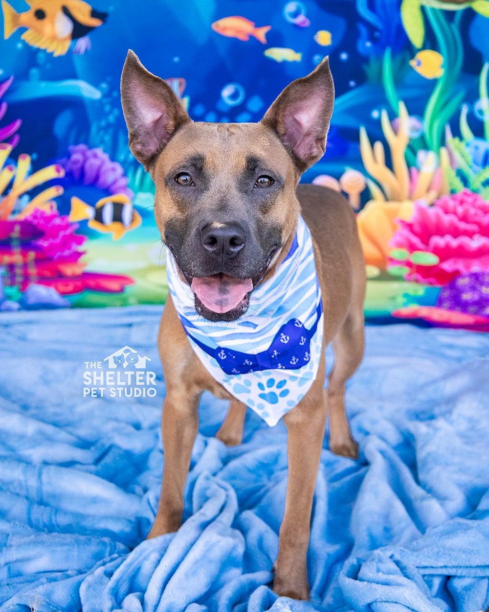 Patrick AVAILABLE, ADOPTABLE, Adult Male Black Mouth Cur & Shepherd.