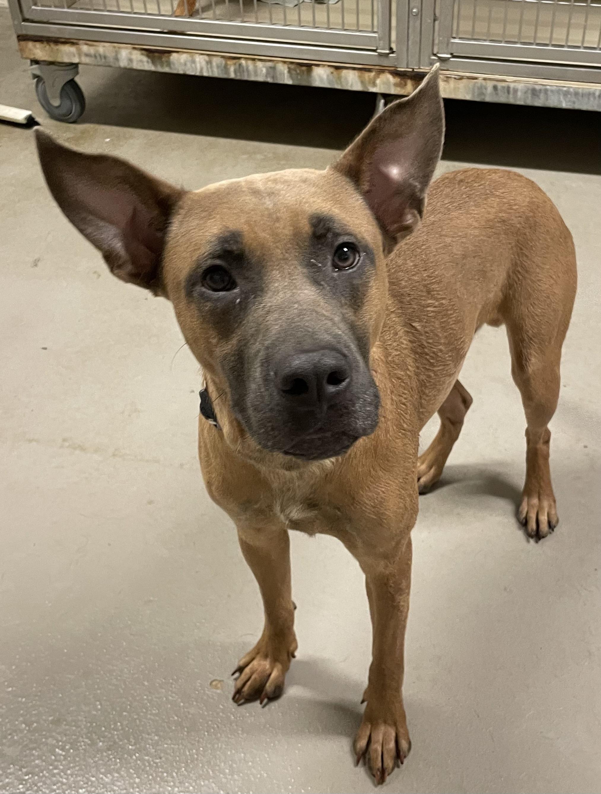 Patrick AVAILABLE, a ADOPTABLE mixed breed in Canton, OH image 5/6