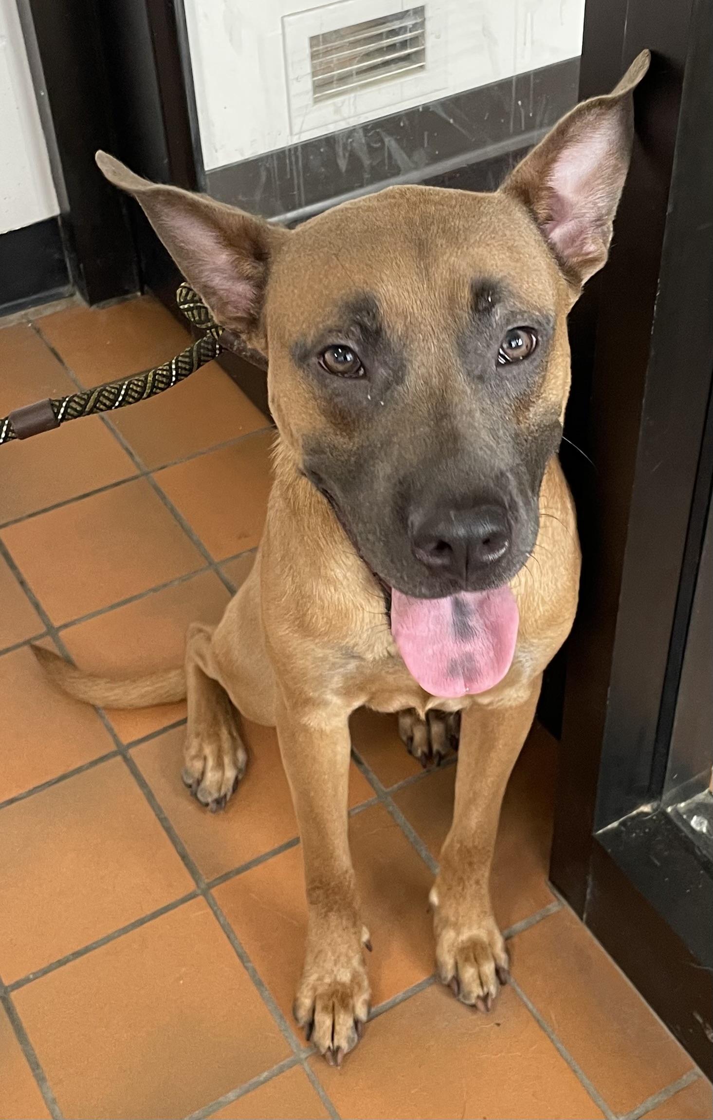 Patrick AVAILABLE, a ADOPTABLE mixed breed in Canton, OH image 3/6