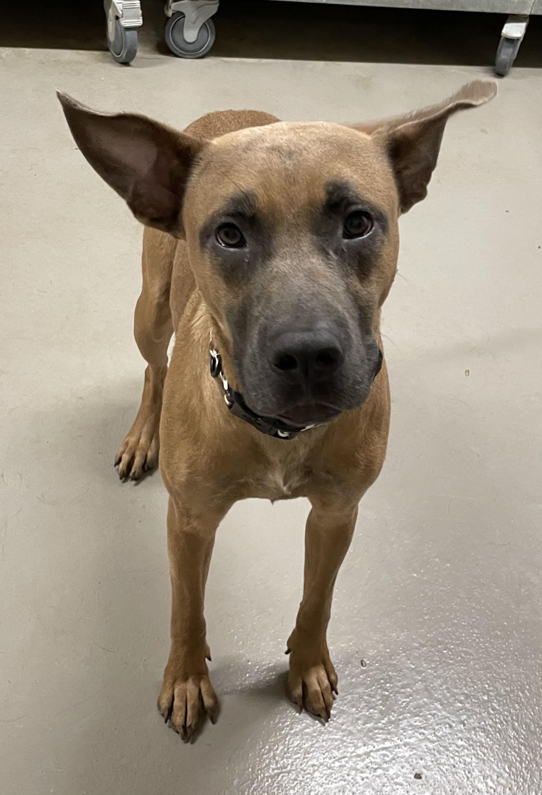 Patrick AVAILABLE, a ADOPTABLE mixed breed in Canton, OH image 6/6