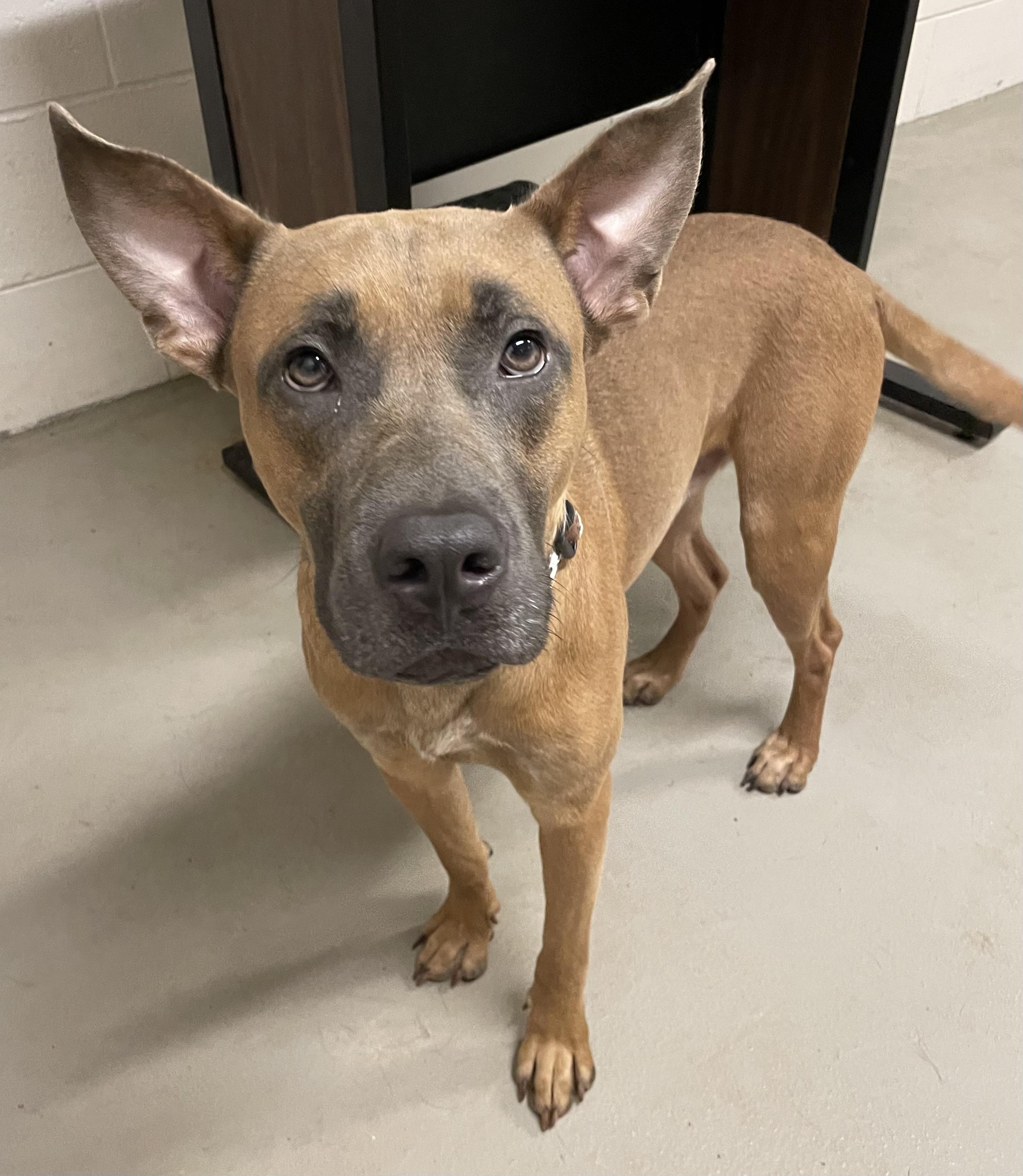 Patrick AVAILABLE, a ADOPTABLE mixed breed in Canton, OH image 2/6