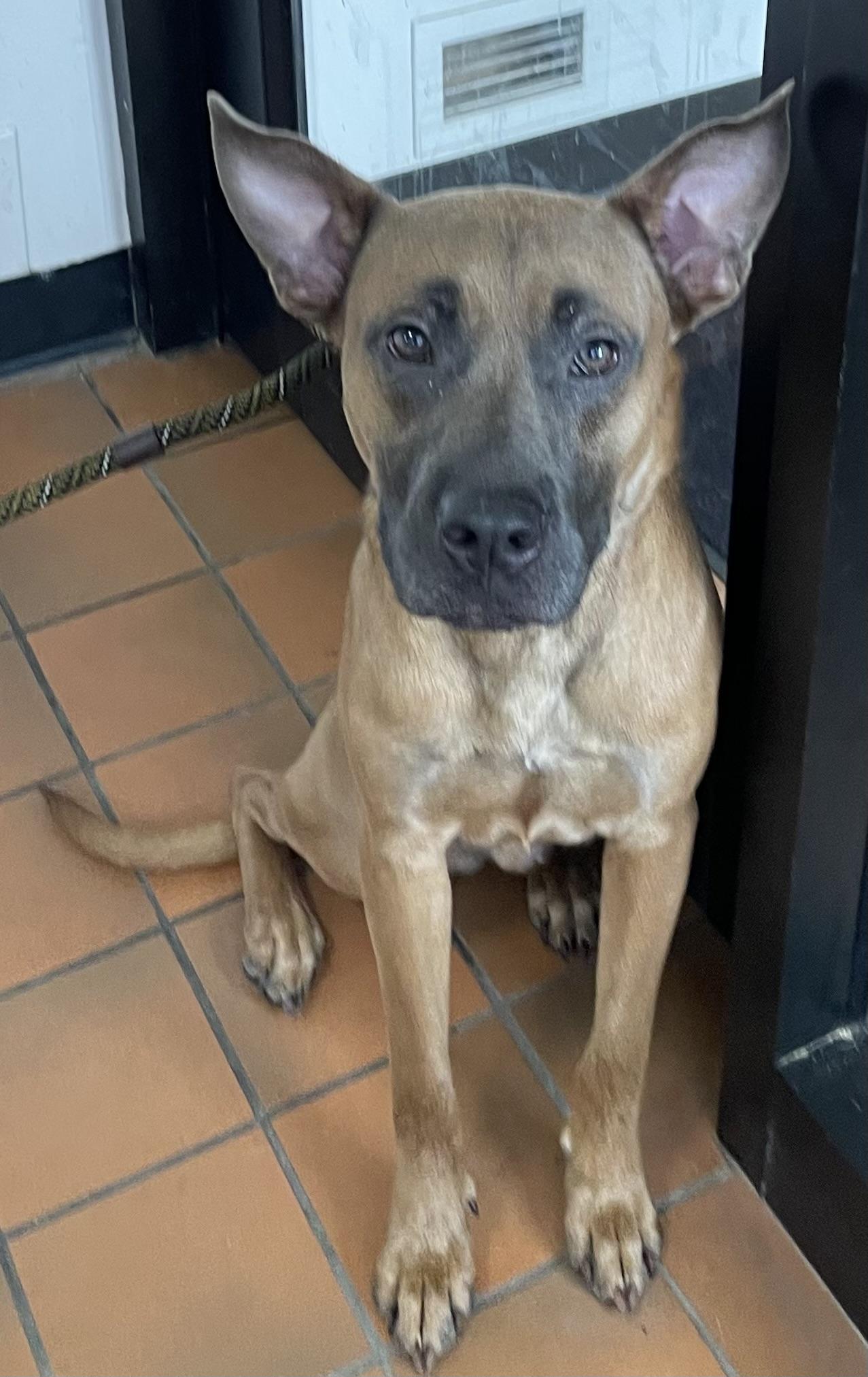 Patrick AVAILABLE, a ADOPTABLE mixed breed in Canton, OH image 4/6