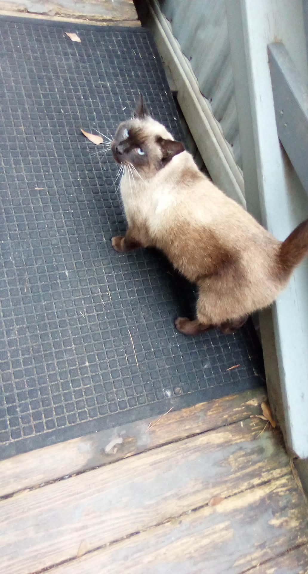 Ceasar, adoptable, Adult Male Siamese.