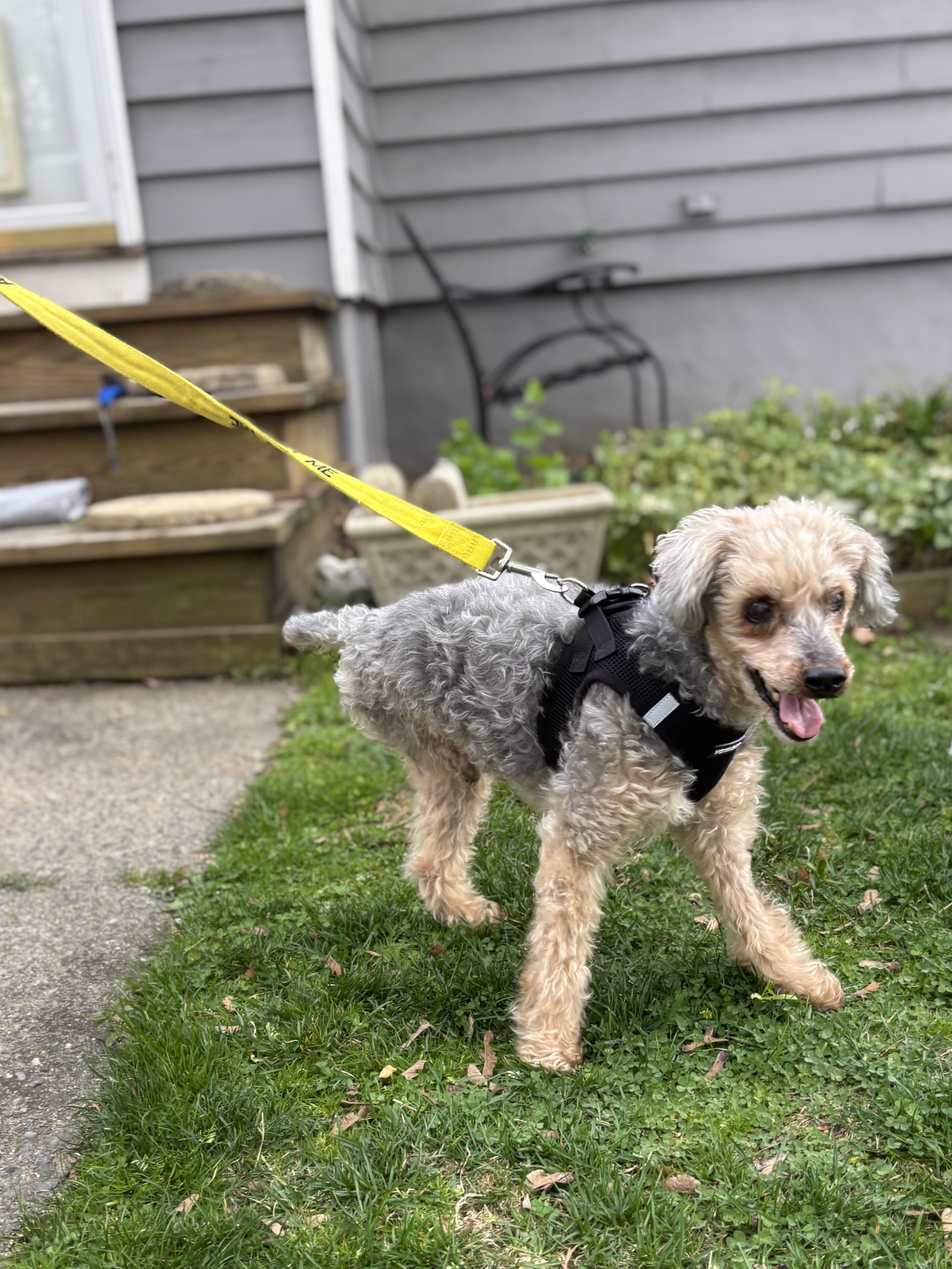 Enlarge Tripod Timmy, a Adoptable Poodle in Stamford, CT image 2/6