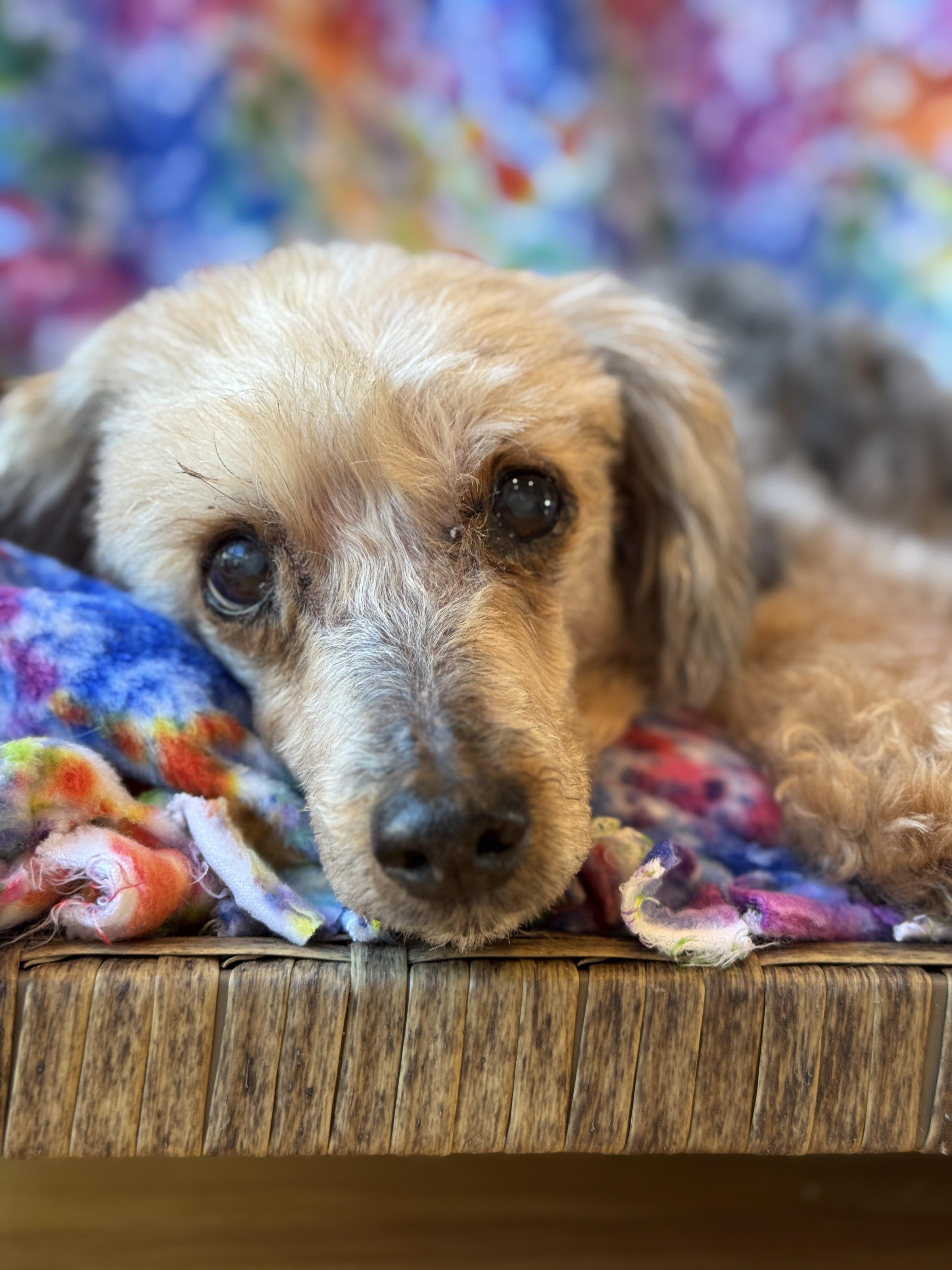 Enlarge Tripod Timmy, a Adoptable Poodle in Stamford, CT image 4/6