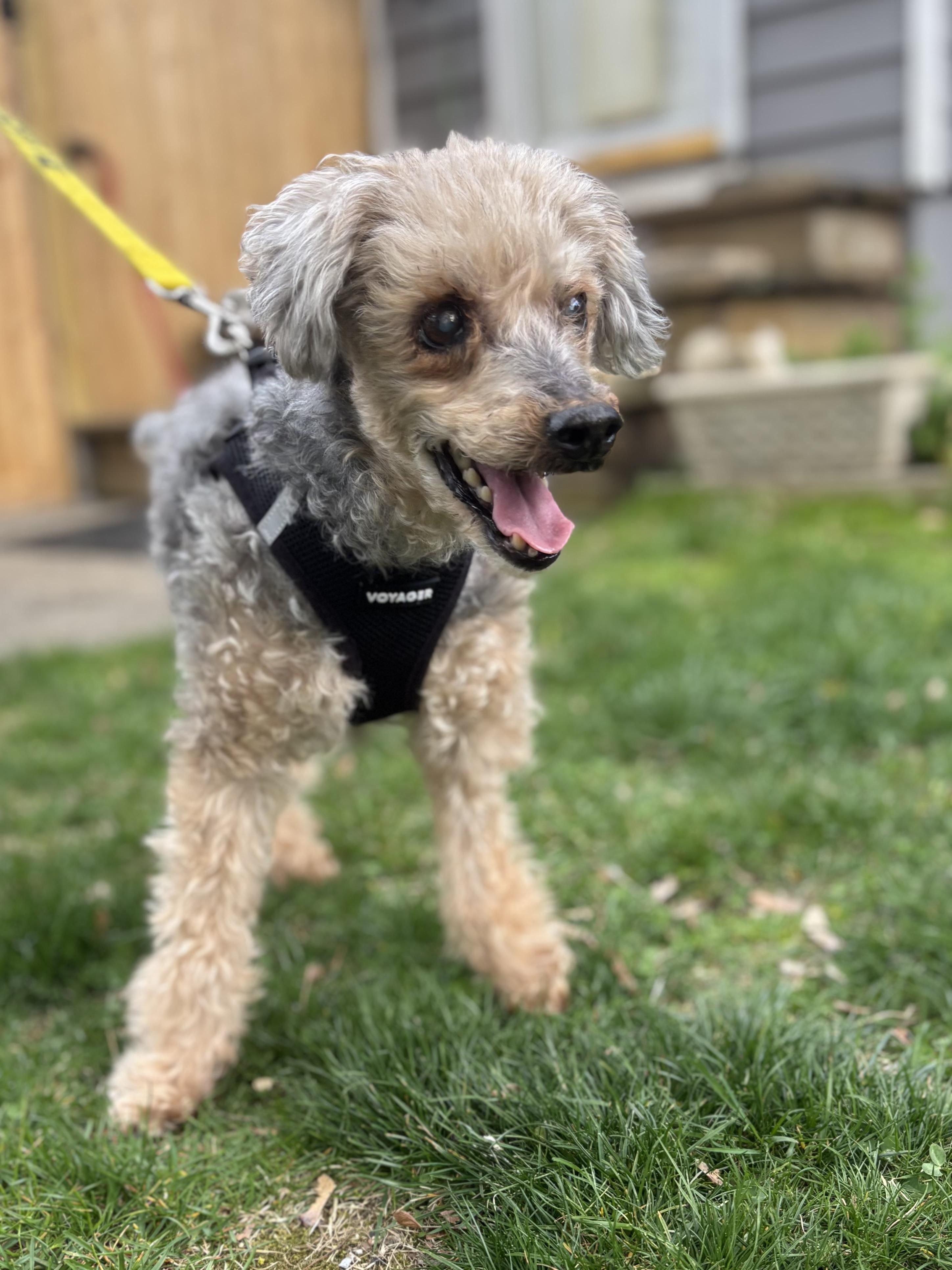 Tripod Timmy, Adoptable, Senior Male Poodle.