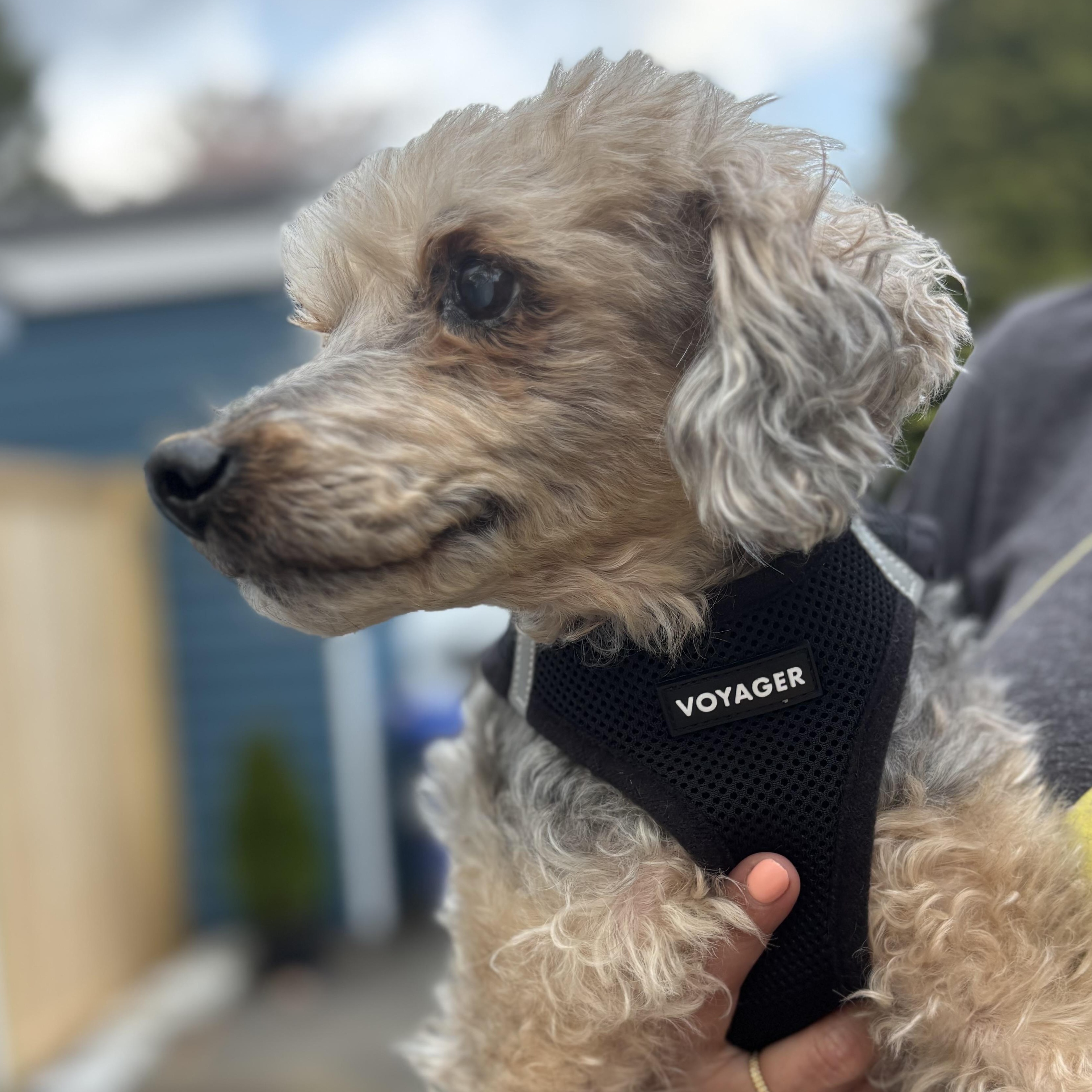 Enlarge Tripod Timmy, a Adoptable Poodle in Stamford, CT image 3/6