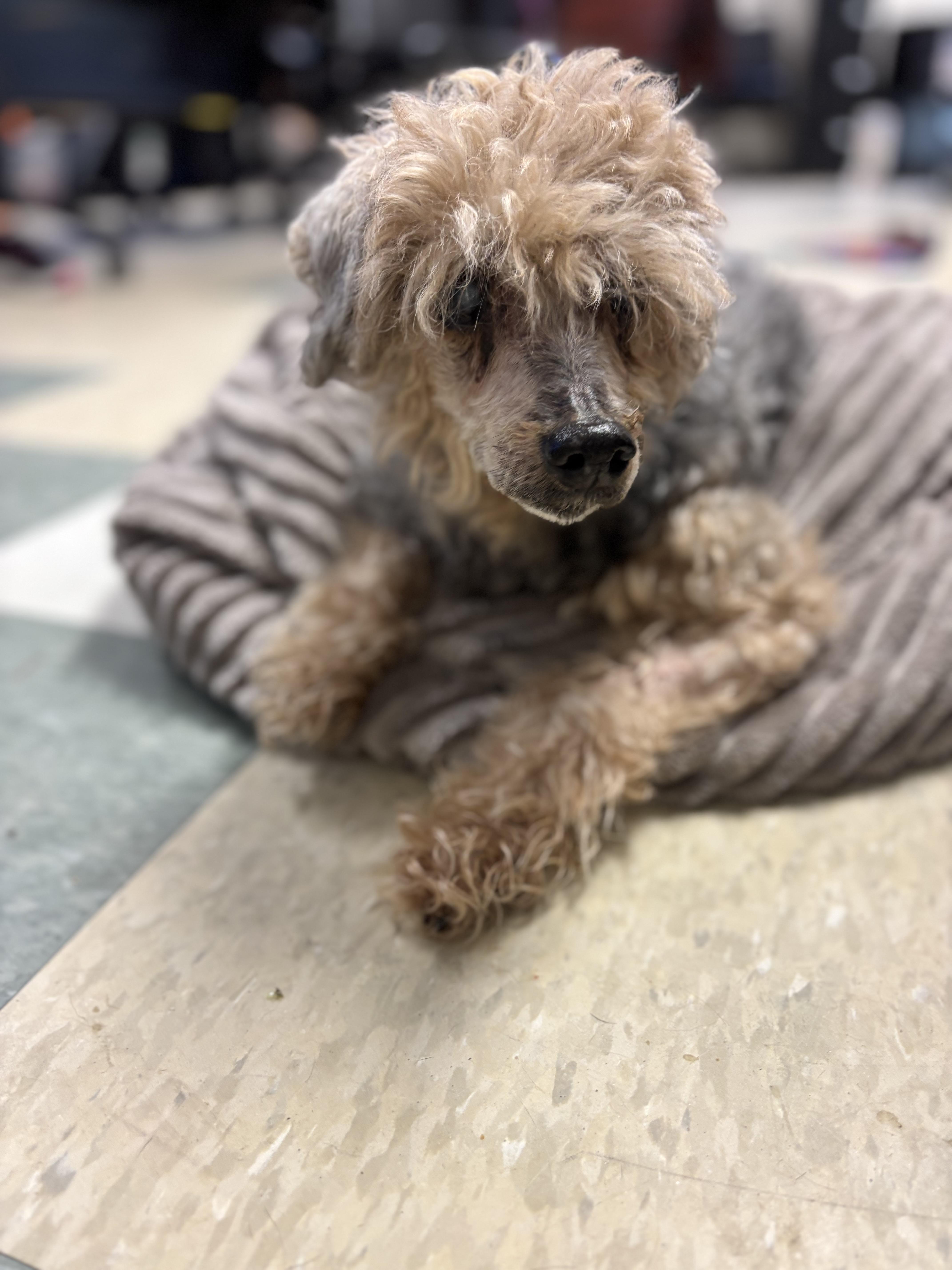 Enlarge Timmy, a Adoptable Poodle in Stamford, CT image 6/6