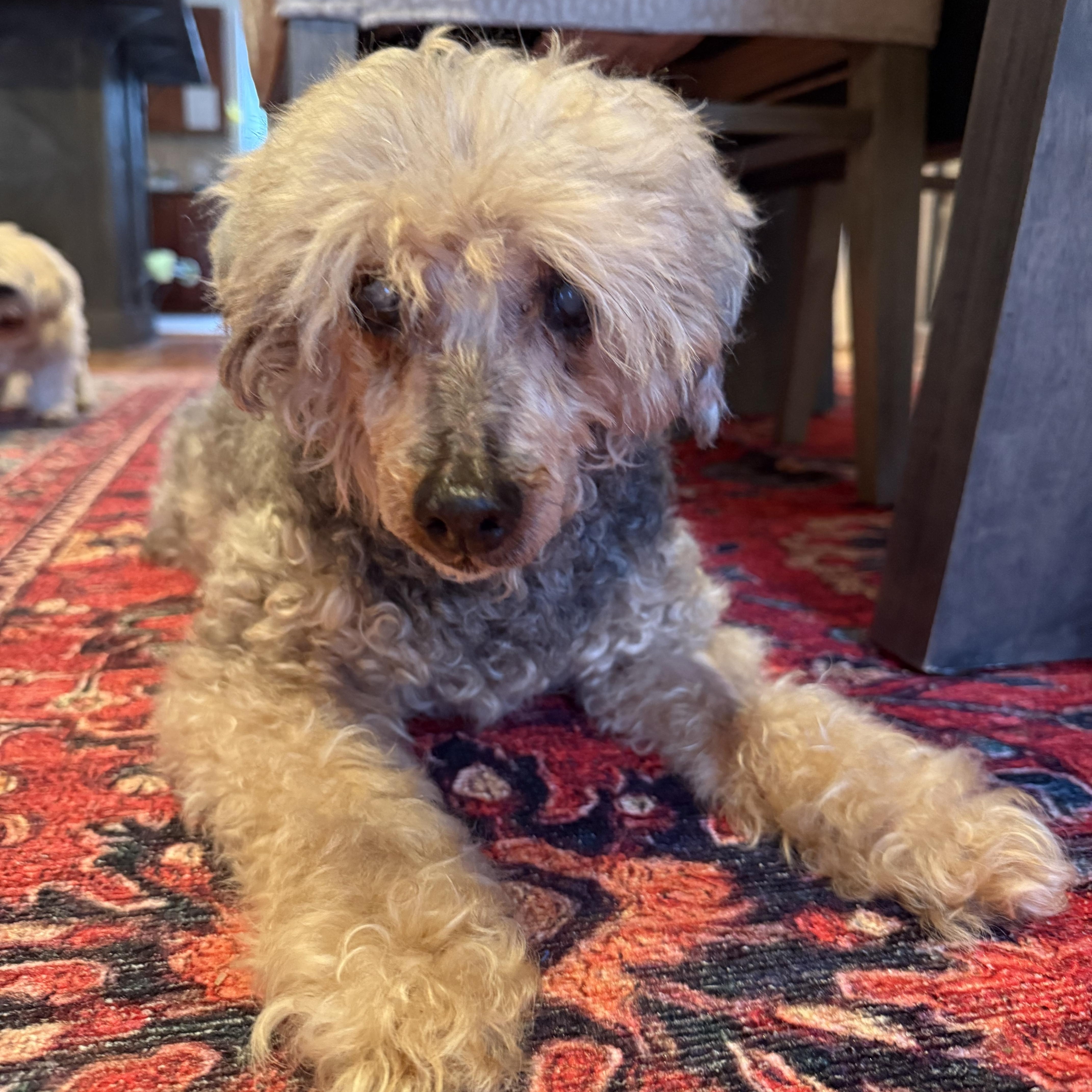 Enlarge Timmy, a Adoptable Poodle in Stamford, CT image 4/6