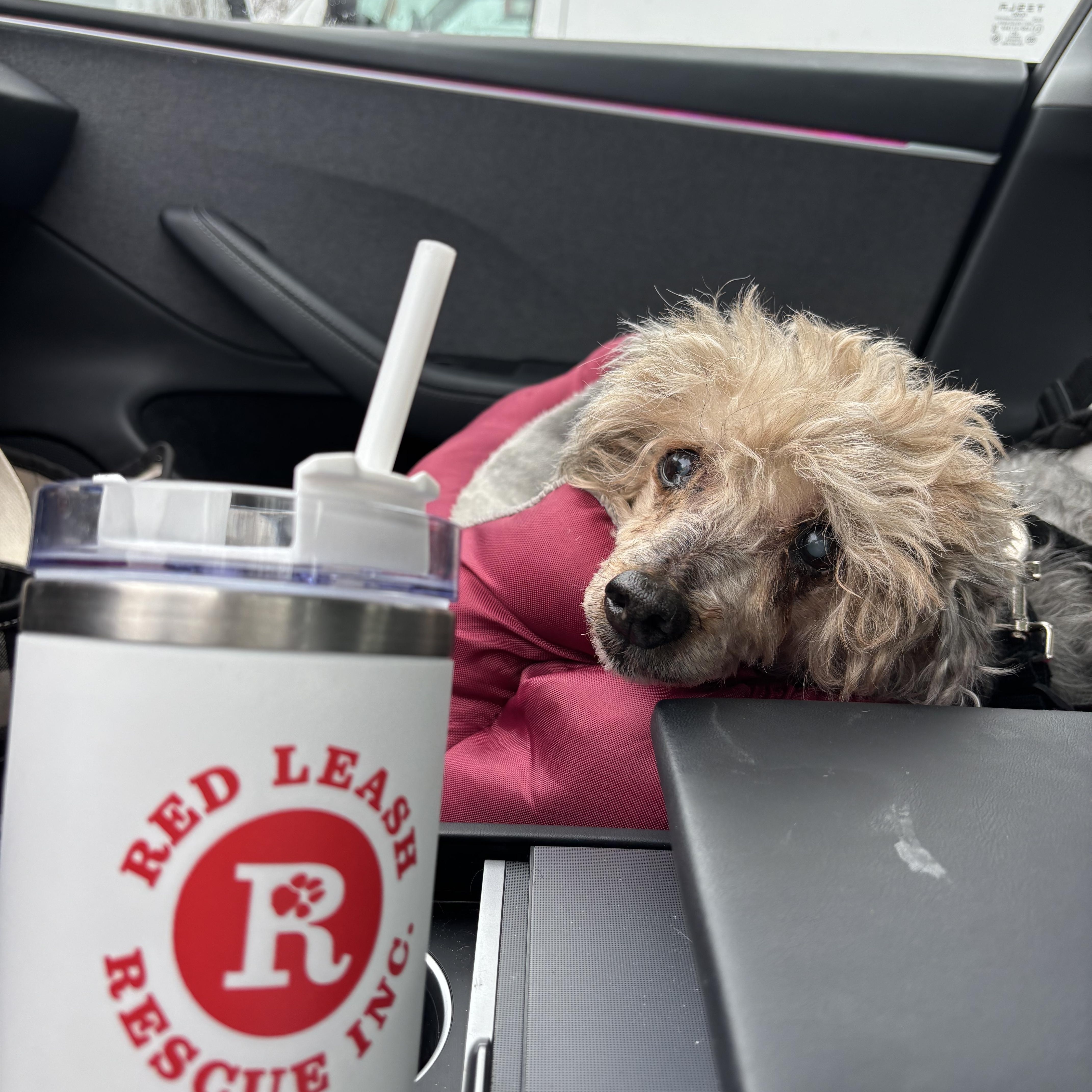 Enlarge Timmy, a Adoptable Poodle in Stamford, CT image 3/6