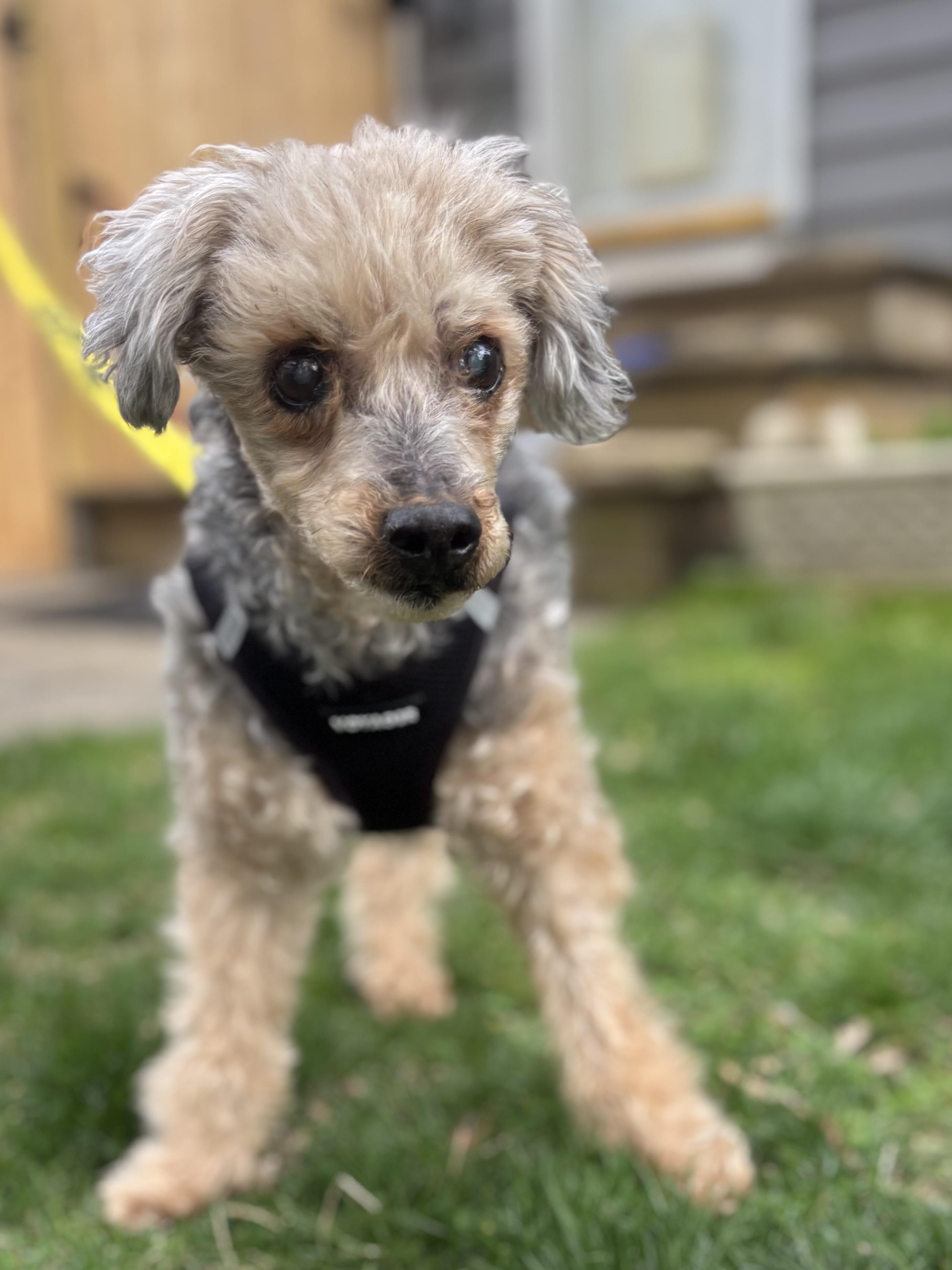 Enlarge Tripod Timmy, a Adoptable Poodle in Stamford, CT image 6/6