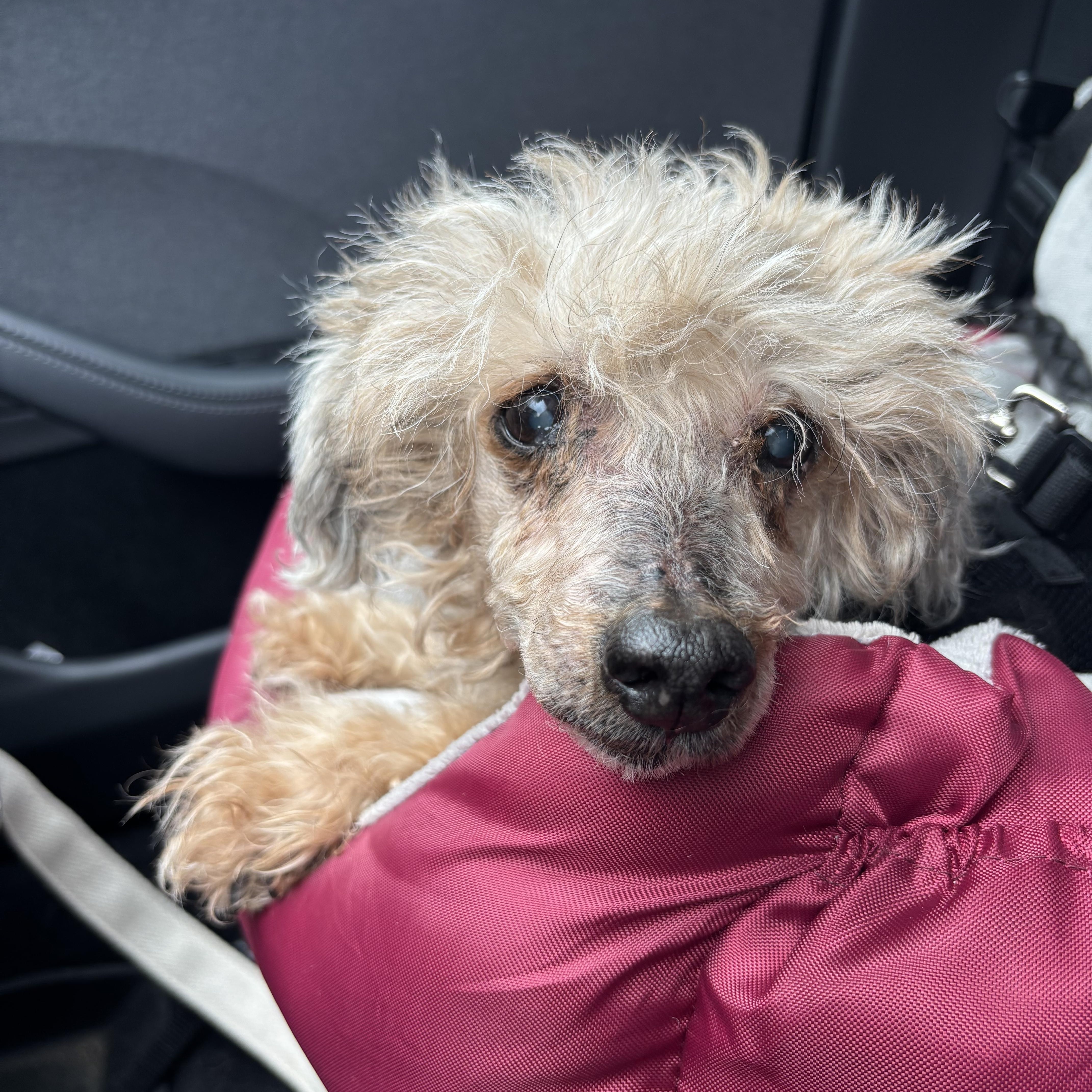Enlarge Timmy, a Adoptable Poodle in Stamford, CT image 1/6