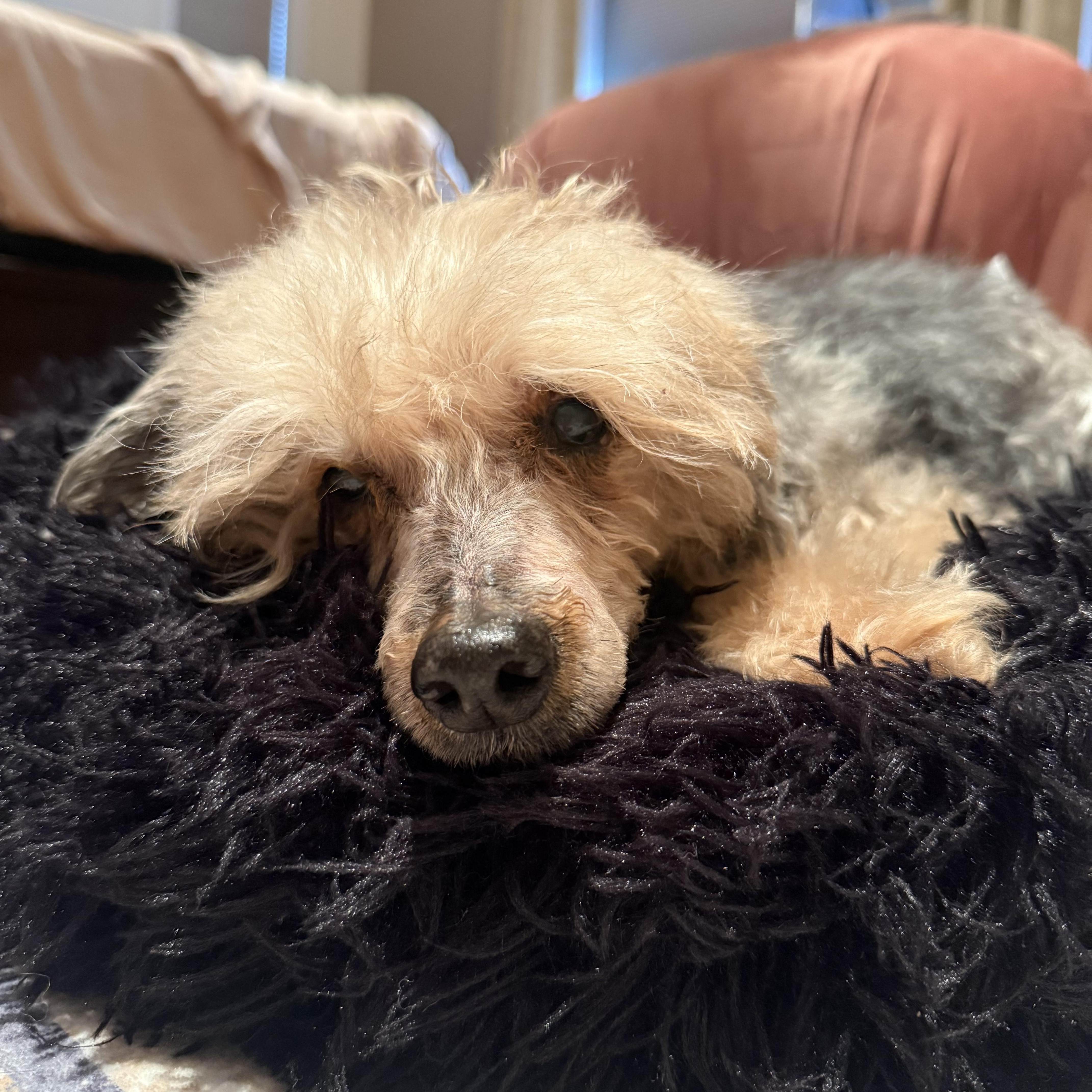 Enlarge Timmy, a Adoptable Poodle in Stamford, CT image 5/6