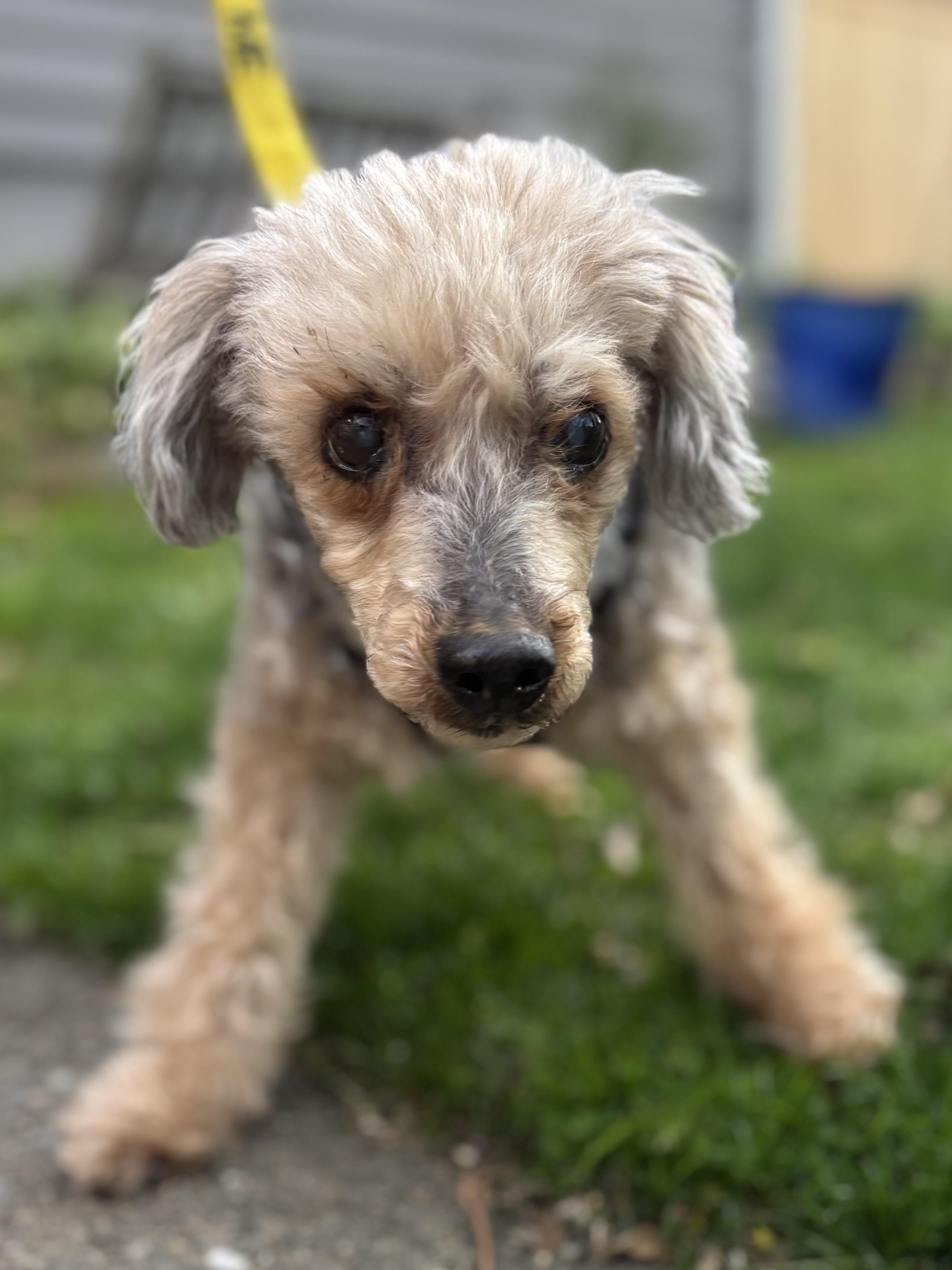 Enlarge Tripod Timmy, a Adoptable Poodle in Stamford, CT image 5/6