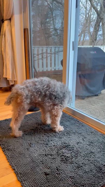 Enlarge Timmy, a Adoptable Poodle in Stamford, CT video 2/6