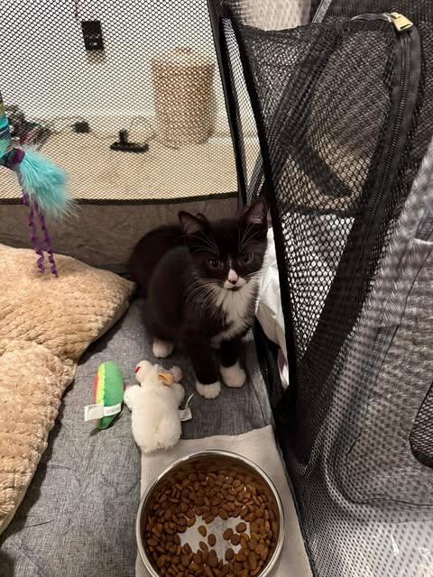 Enlarge Domino, a ADOPTABLE mixed breed in East Lansing, MI image 2/3