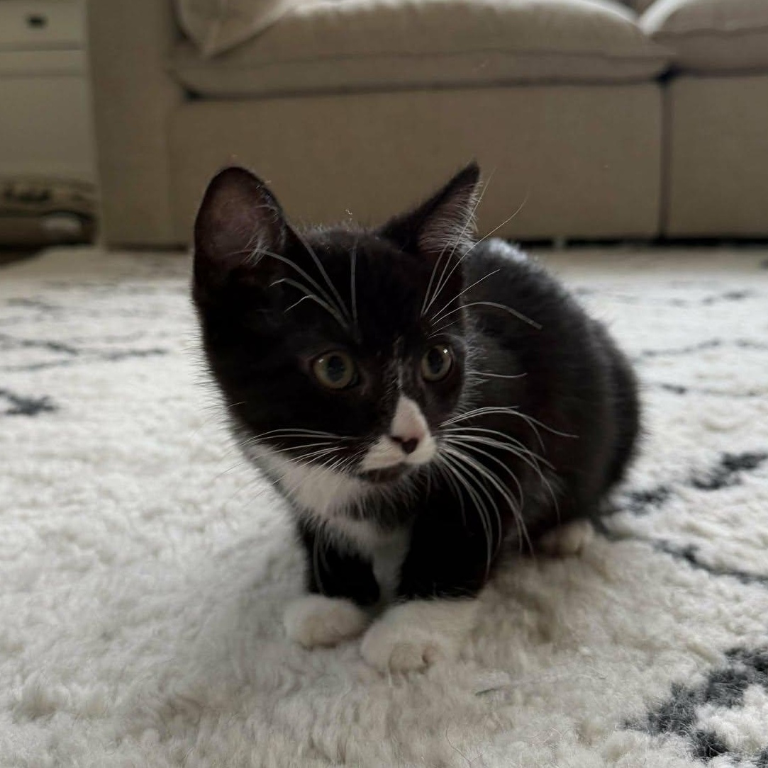 Domino, ADOPTABLE, Kitten Male Domestic Short Hair.