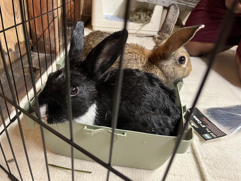 Enlarge Pen (Bonded to Ink), a Adoptable mixed breed in Longwood, FL image 1/5