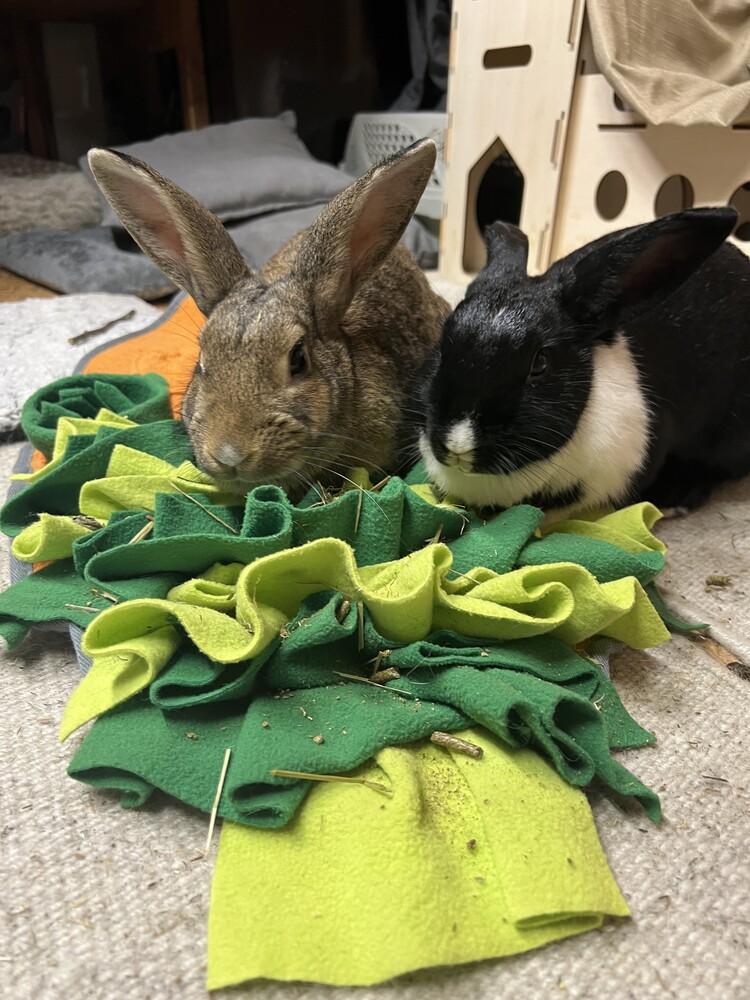 Enlarge Pen (Bonded to Ink), a Adoptable mixed breed in Longwood, FL image 2/5