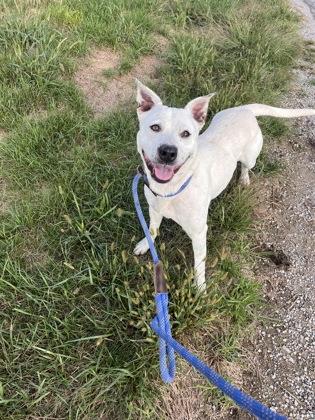 Hazel, Adoptable, Adult Female Mixed Breed & Mixed Breed.