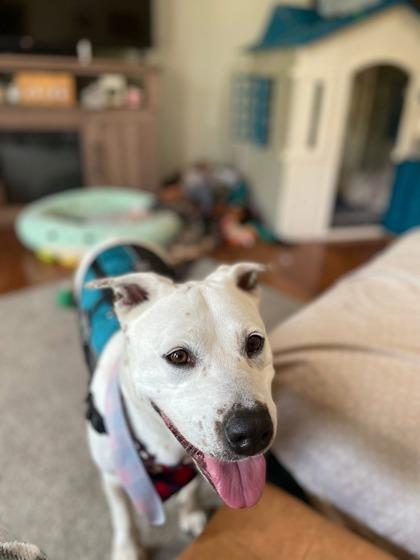 Enlarge Hazel, a Adoptable mixed breed in Columbus, IN image 2/3