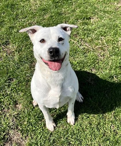 Hazel, a Adoptable mixed breed in Columbus, IN image 2/3
