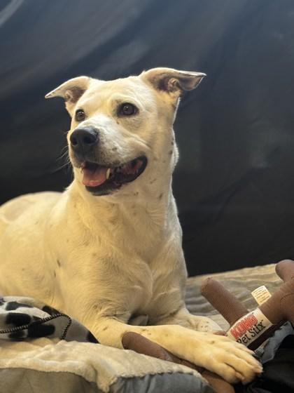 Hazel, a Adoptable mixed breed in Columbus, IN image 3/3