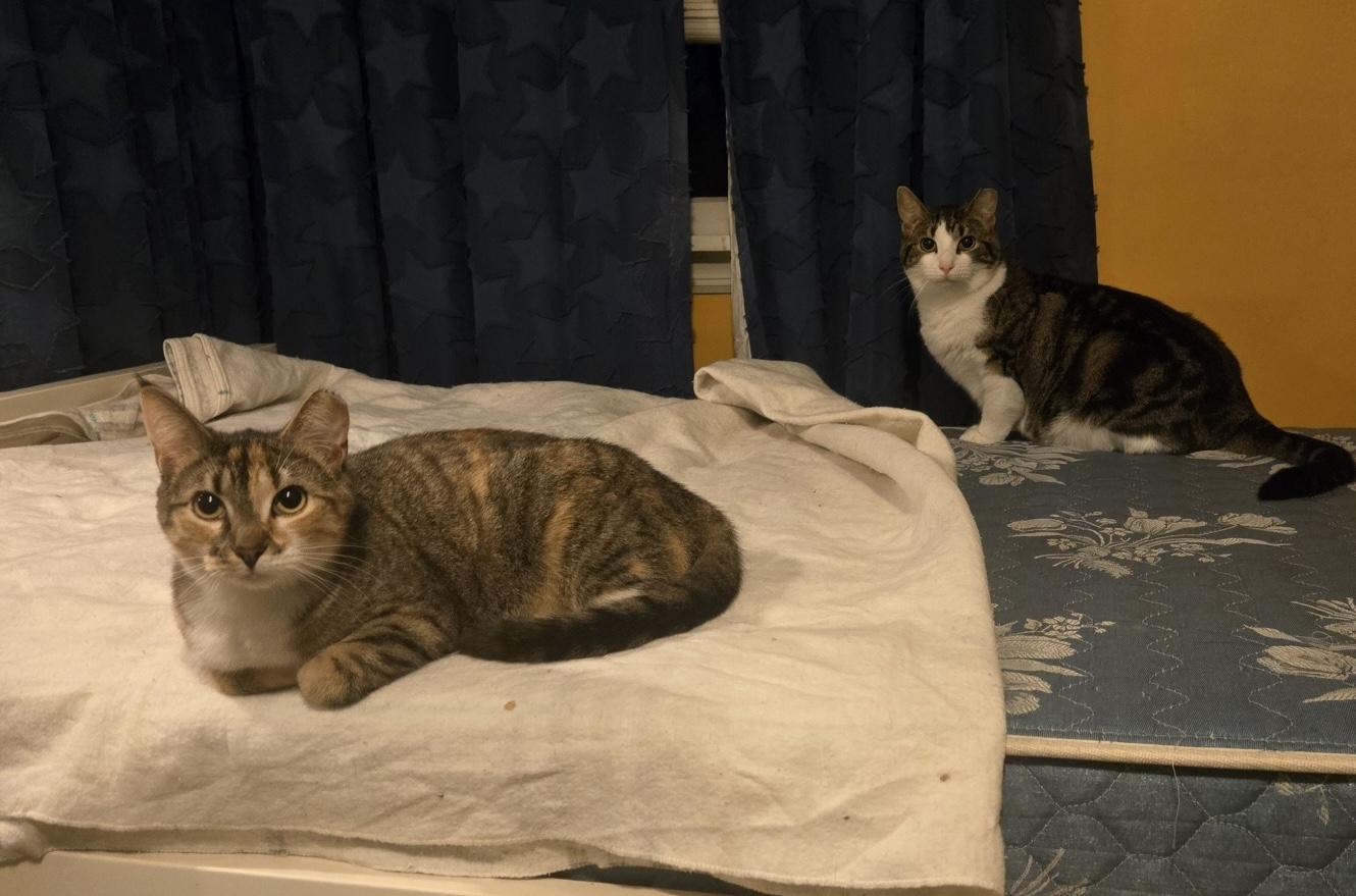 Betty and Wilma, a Adoptable Domestic Short Hair in Sayville, NY image 2/4