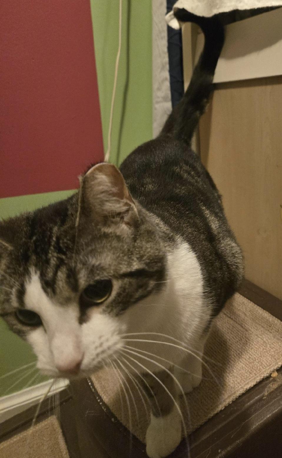 Betty and Wilma, a Adoptable Domestic Short Hair in Sayville, NY image 3/4