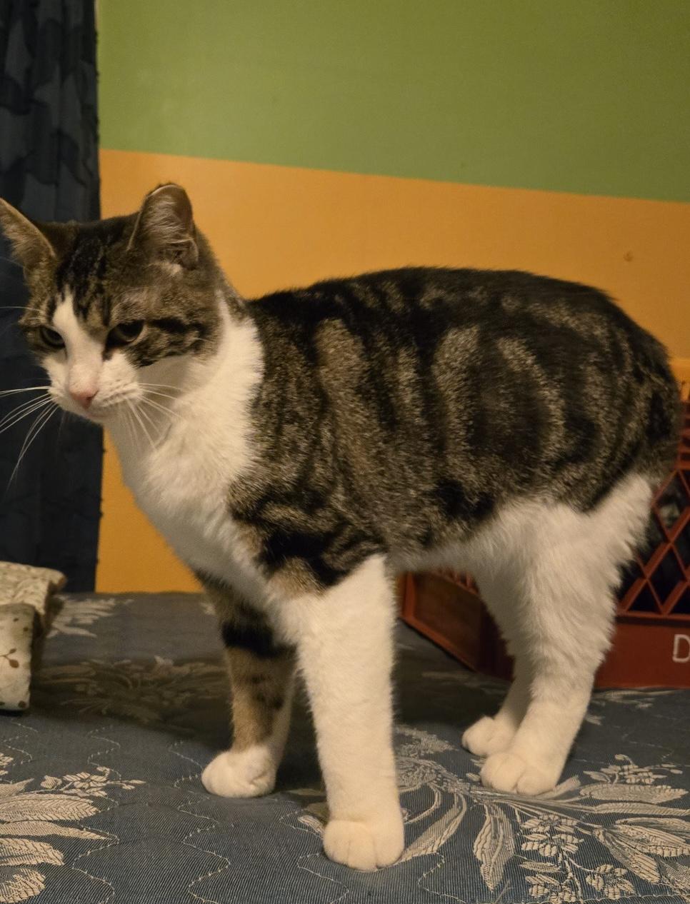 Betty and Wilma, a Adoptable Domestic Short Hair in Sayville, NY image 4/4