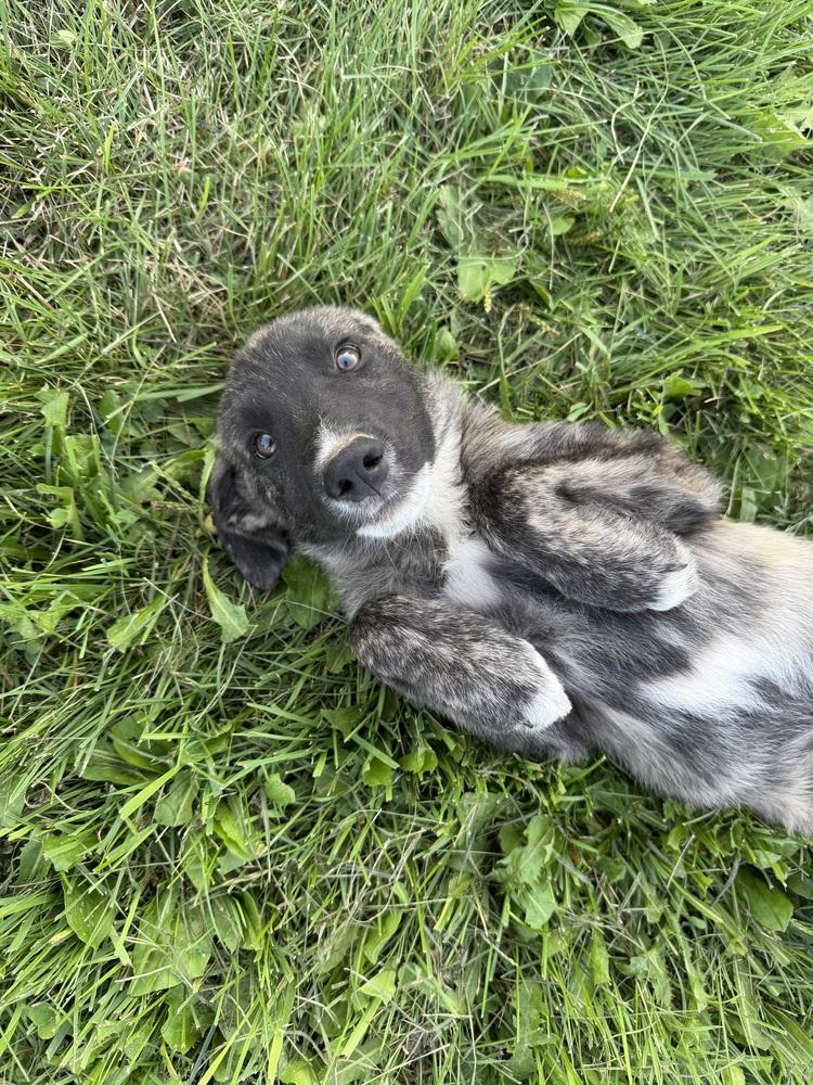 Onyx Gemstone, Adoptable, Puppy Male Anatolian Shepherd.