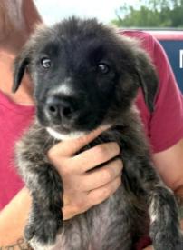 Enlarge Onyx Gemstone, a Adoptable mixed breed in Waunakee, WI image 2/5