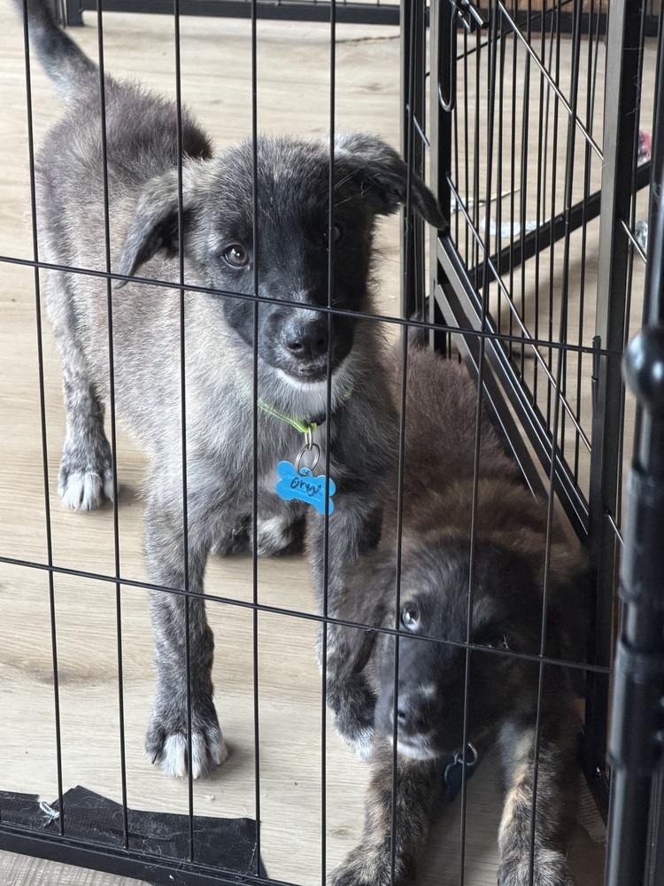 Enlarge Onyx Gemstone, a Adoptable mixed breed in Waunakee, WI image 3/5