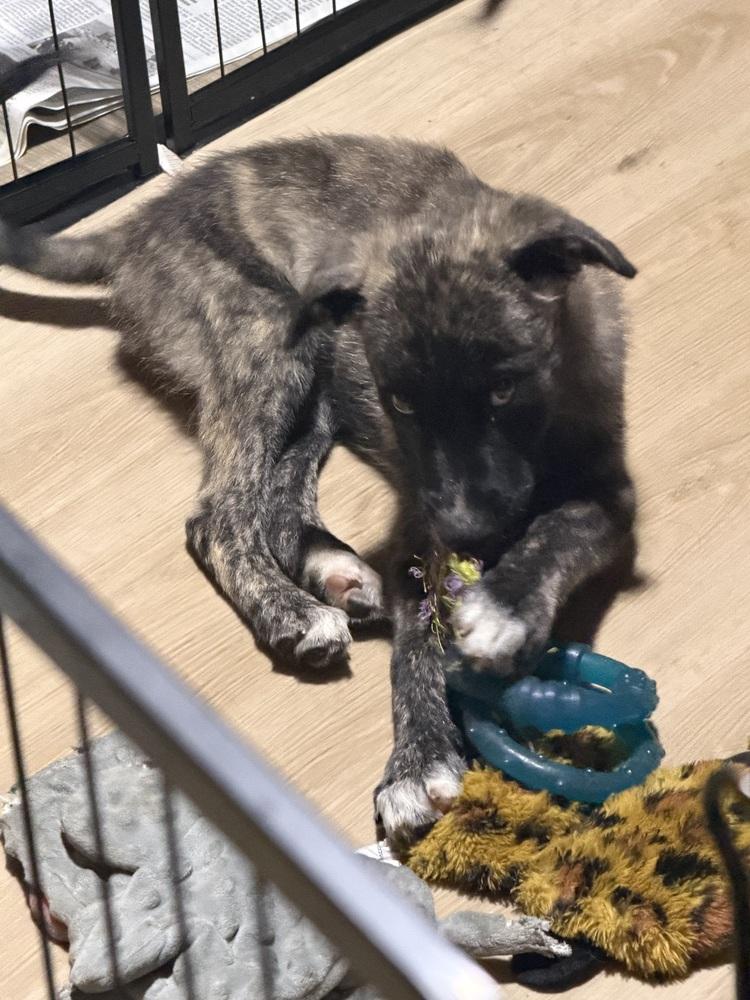 Enlarge Onyx Gemstone, a Adoptable mixed breed in Waunakee, WI image 4/5