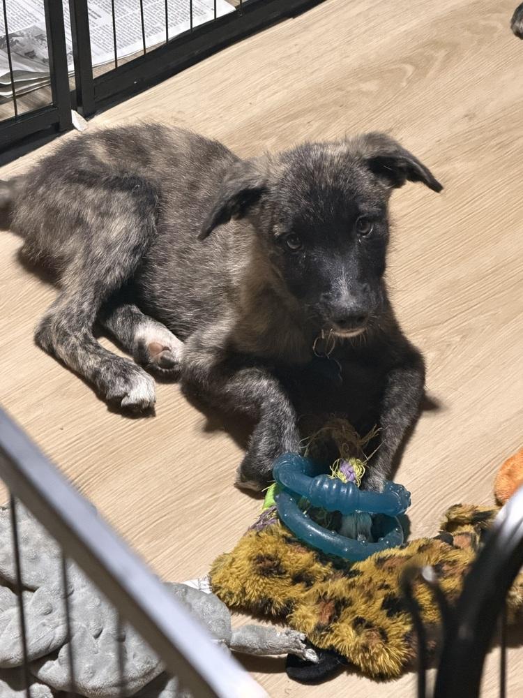 Enlarge Onyx Gemstone, a Adoptable mixed breed in Waunakee, WI image 5/5