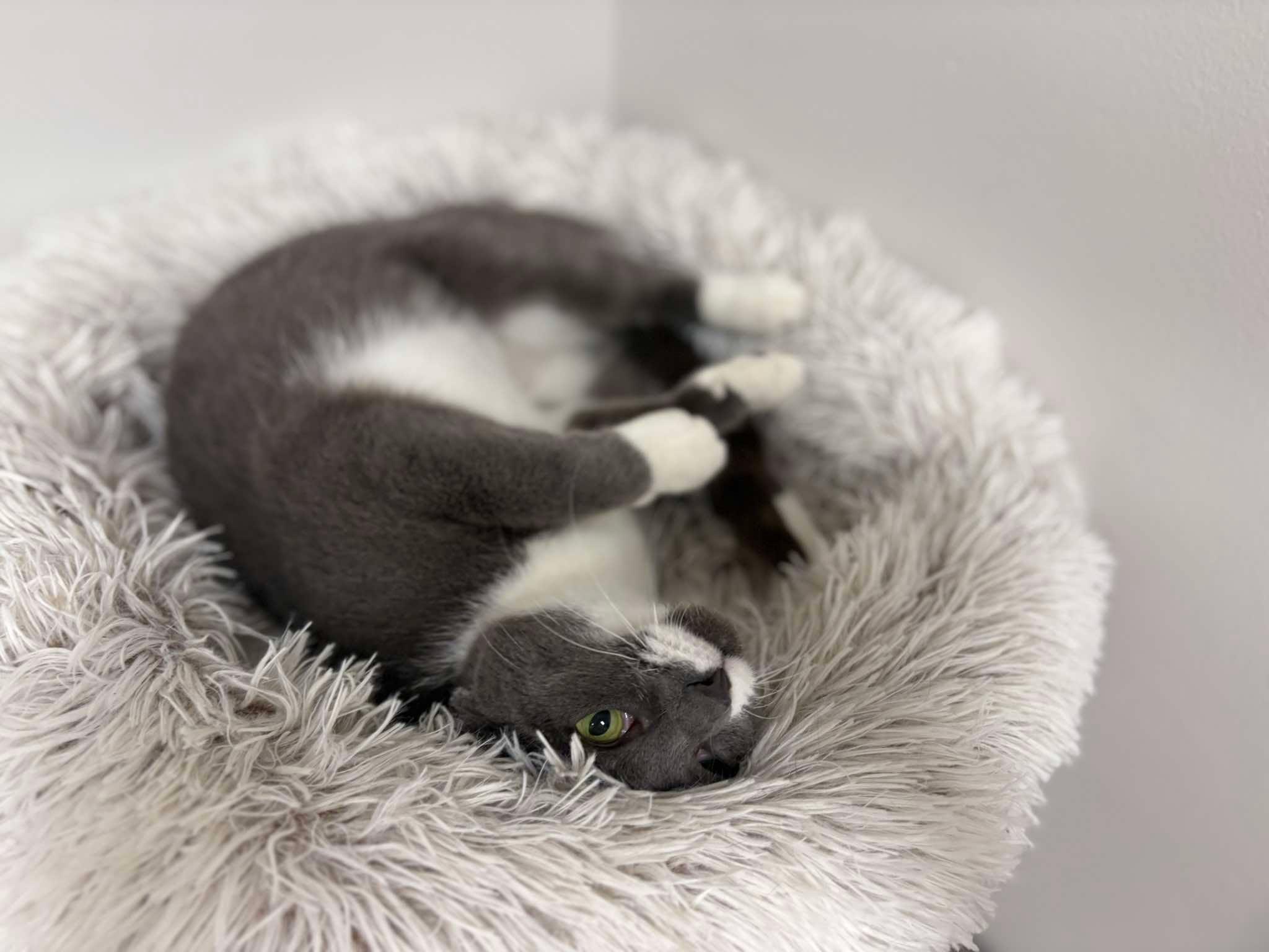 Enlarge Koala, an adopted Domestic Short Hair in Fulton, NY image 2/4