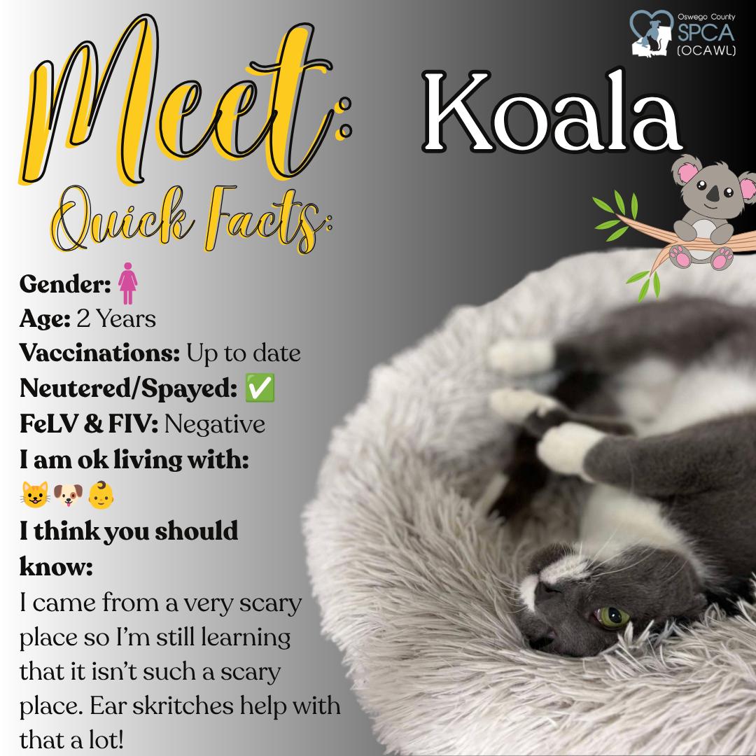 Enlarge Koala, an adopted Domestic Short Hair in Fulton, NY image 1/4