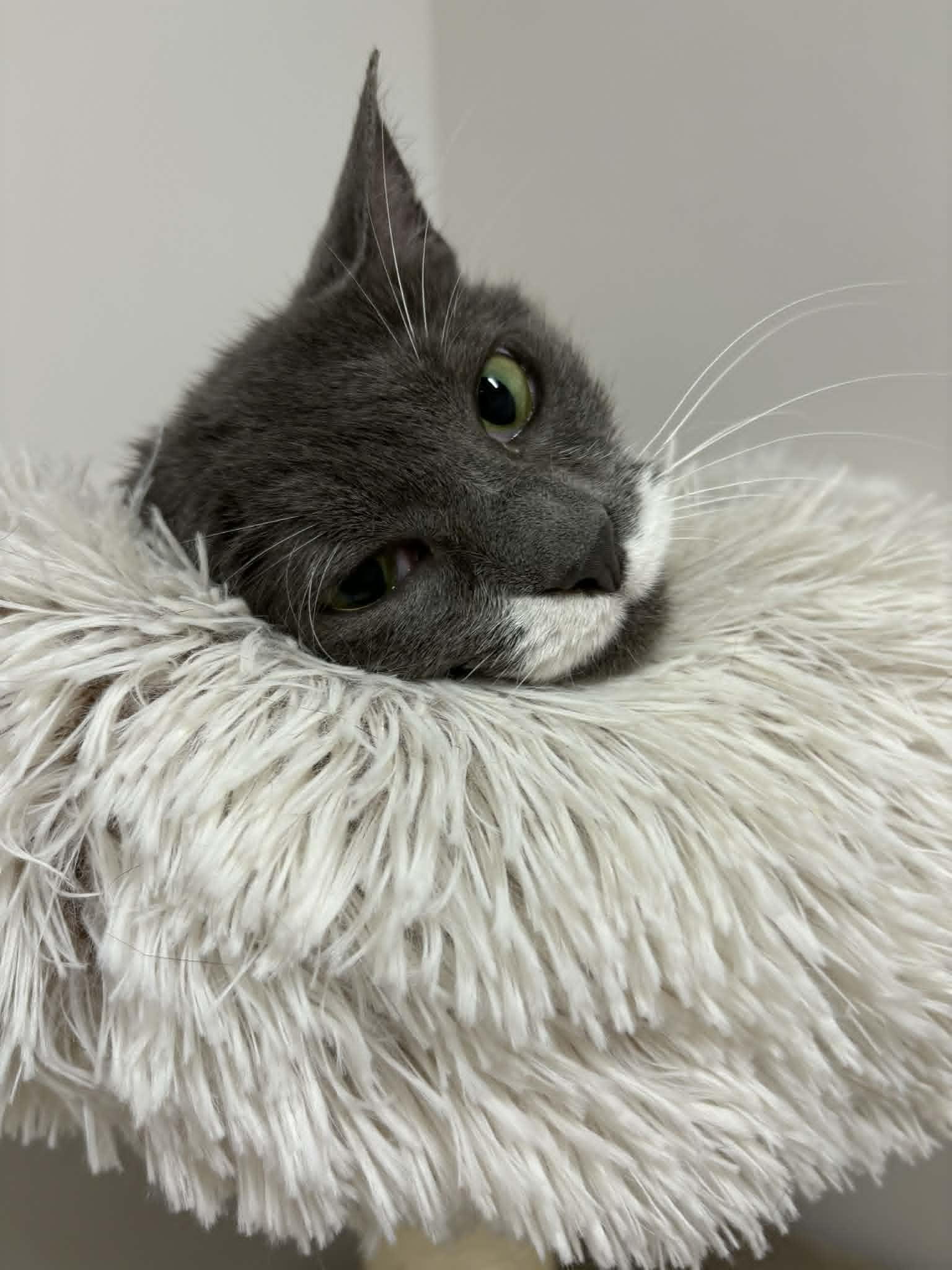 Enlarge Koala, an adopted Domestic Short Hair in Fulton, NY image 4/4