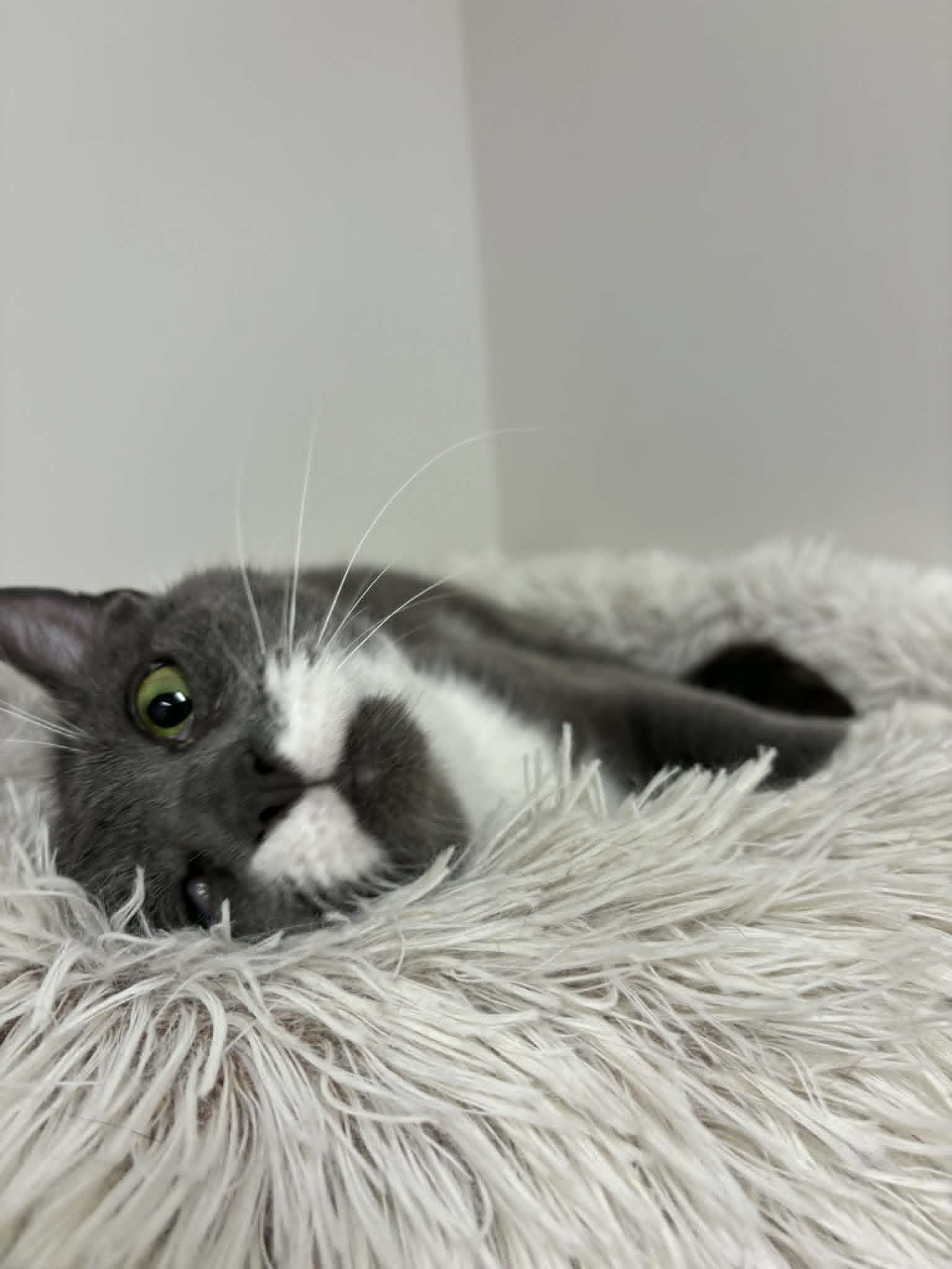 Enlarge Koala, an adopted Domestic Short Hair in Fulton, NY image 3/4