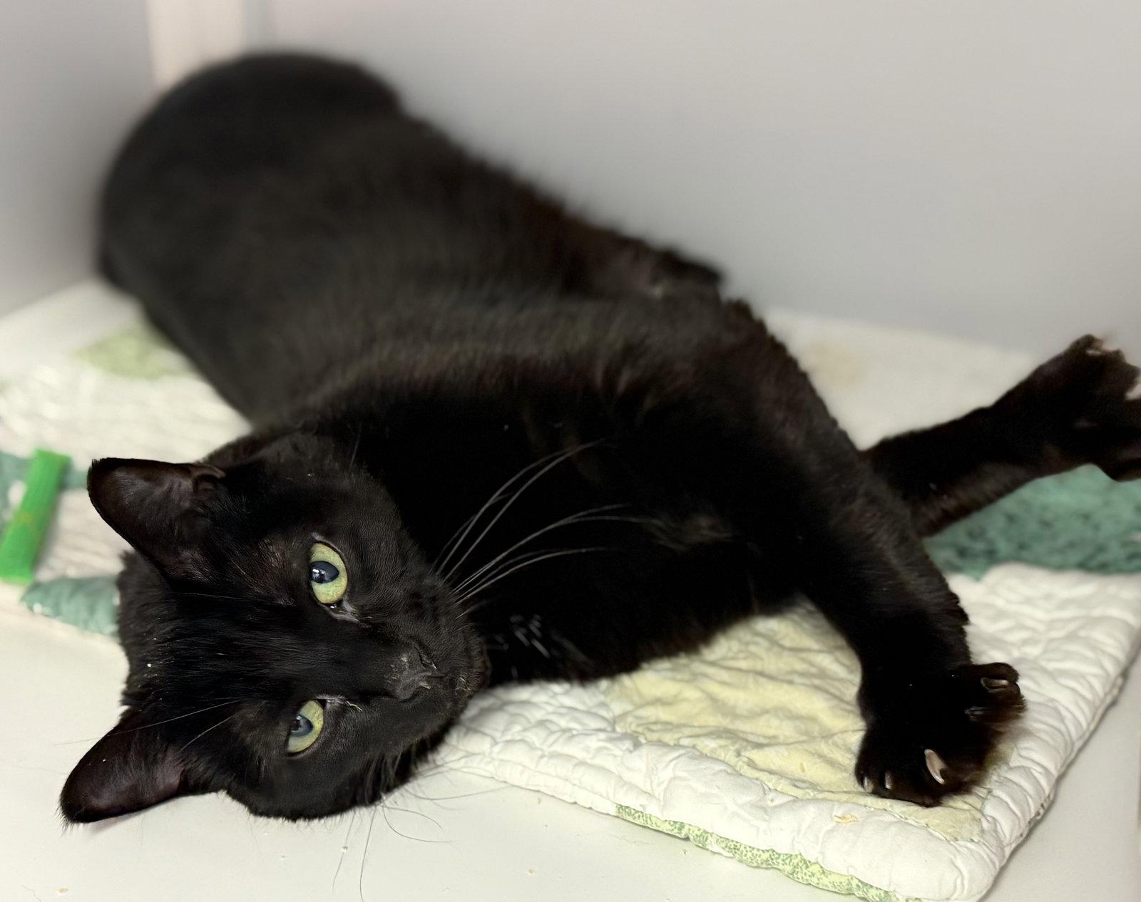 Zayan (Puerto Rico), a Adoptable Domestic Short Hair in Alexandria, VA image 1/3