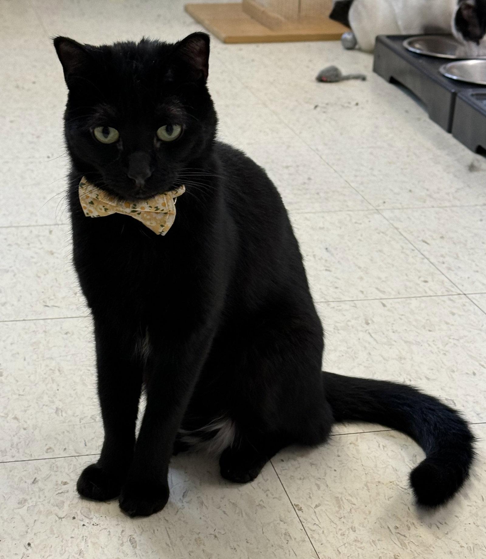 Zayan (Puerto Rico), a Adoptable Domestic Short Hair in Alexandria, VA image 2/3